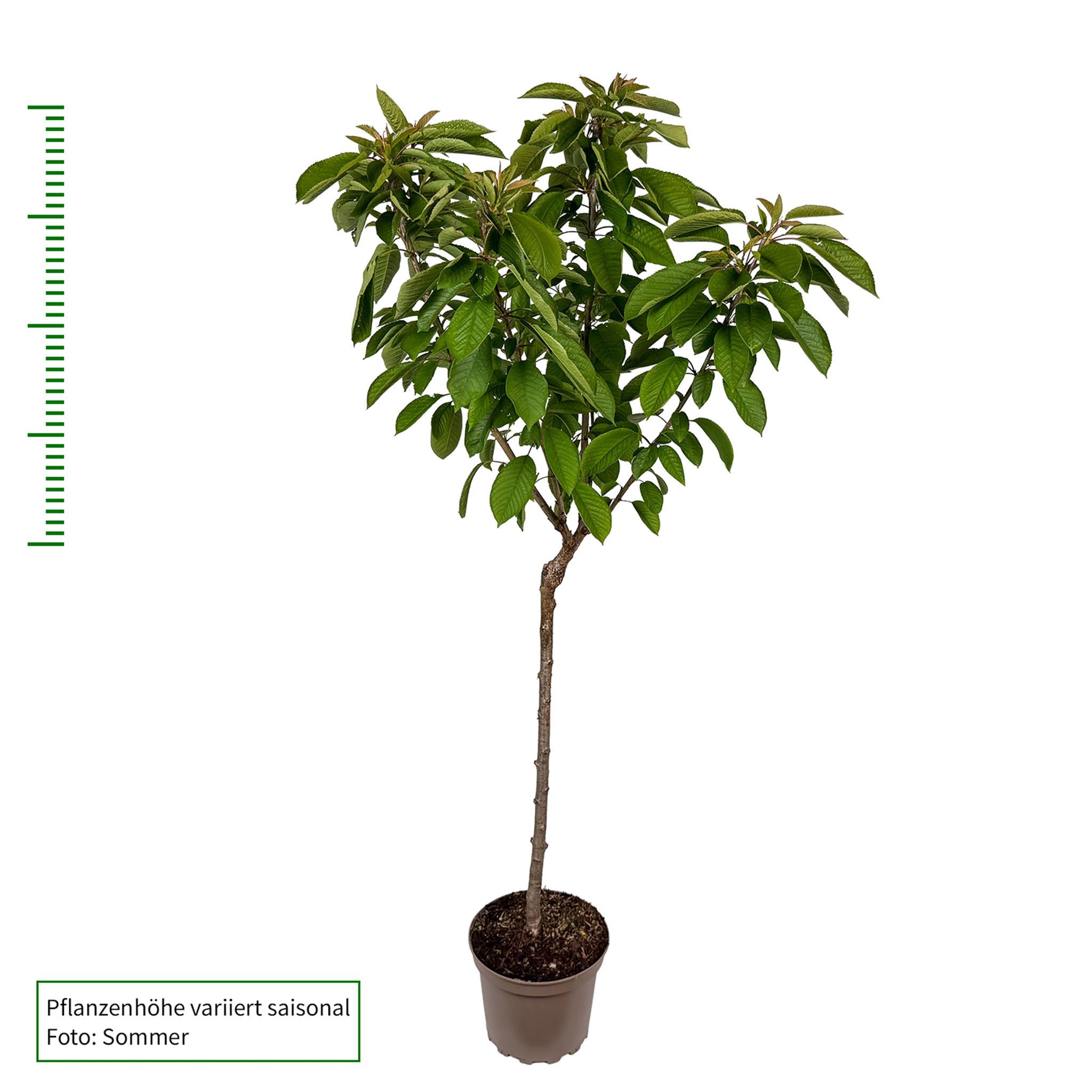 Süßkirsche 'Lapins' - Buschbaum