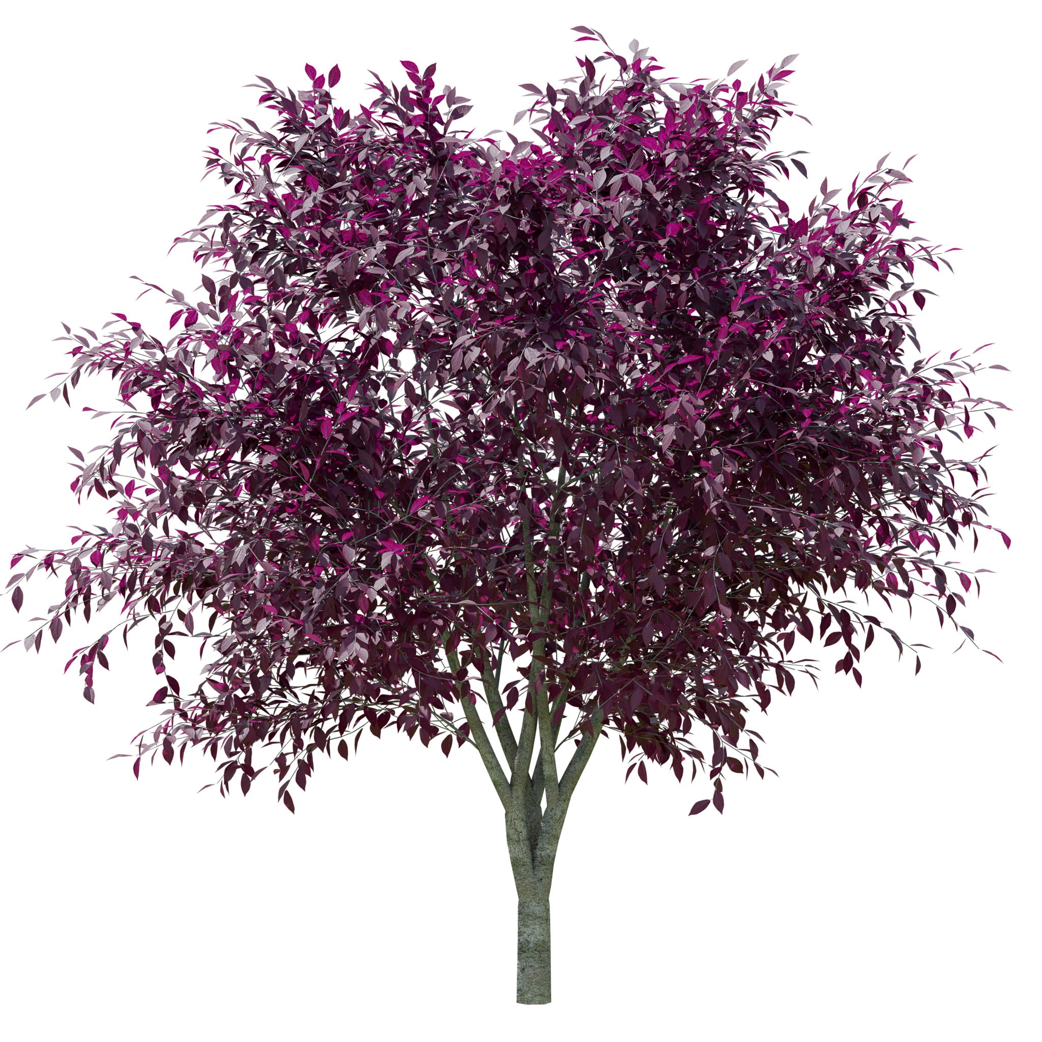 Blutpflaume 'Nigra'