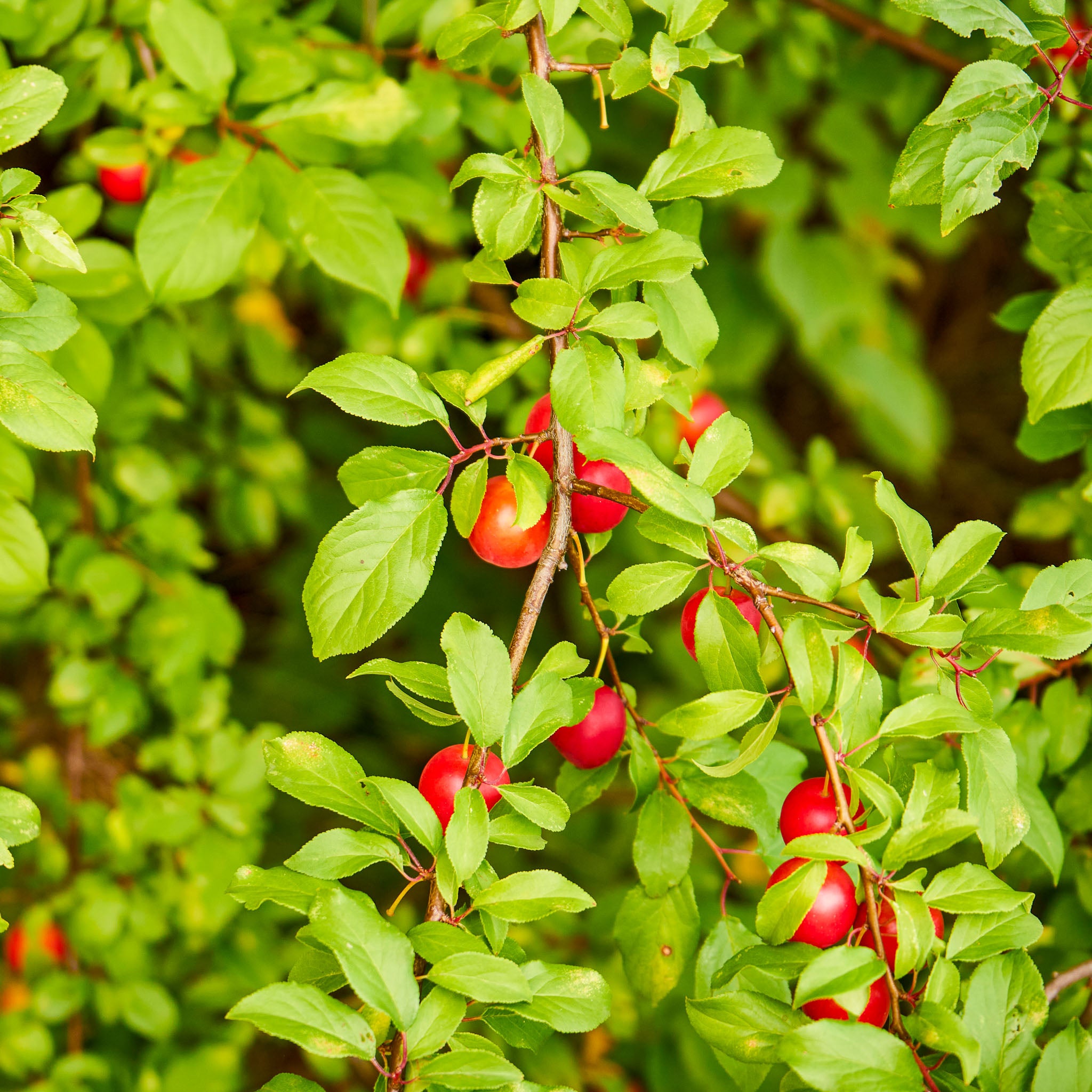 Kirschpflaume 'Rote Selektion'