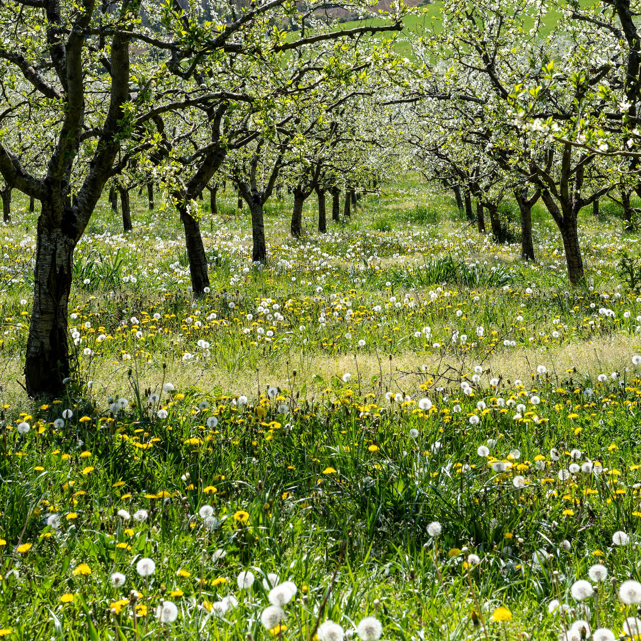 Pflaume 'Anna Späth' - Buschbaum