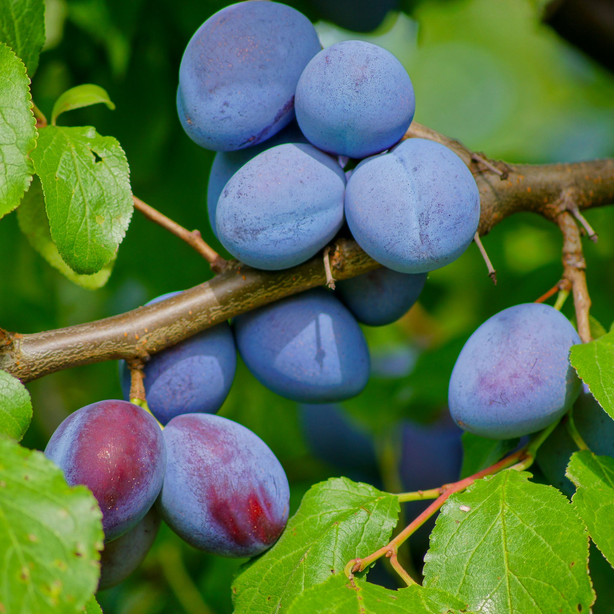 Pflaume 'Hauszwetschge' - Buschbaum