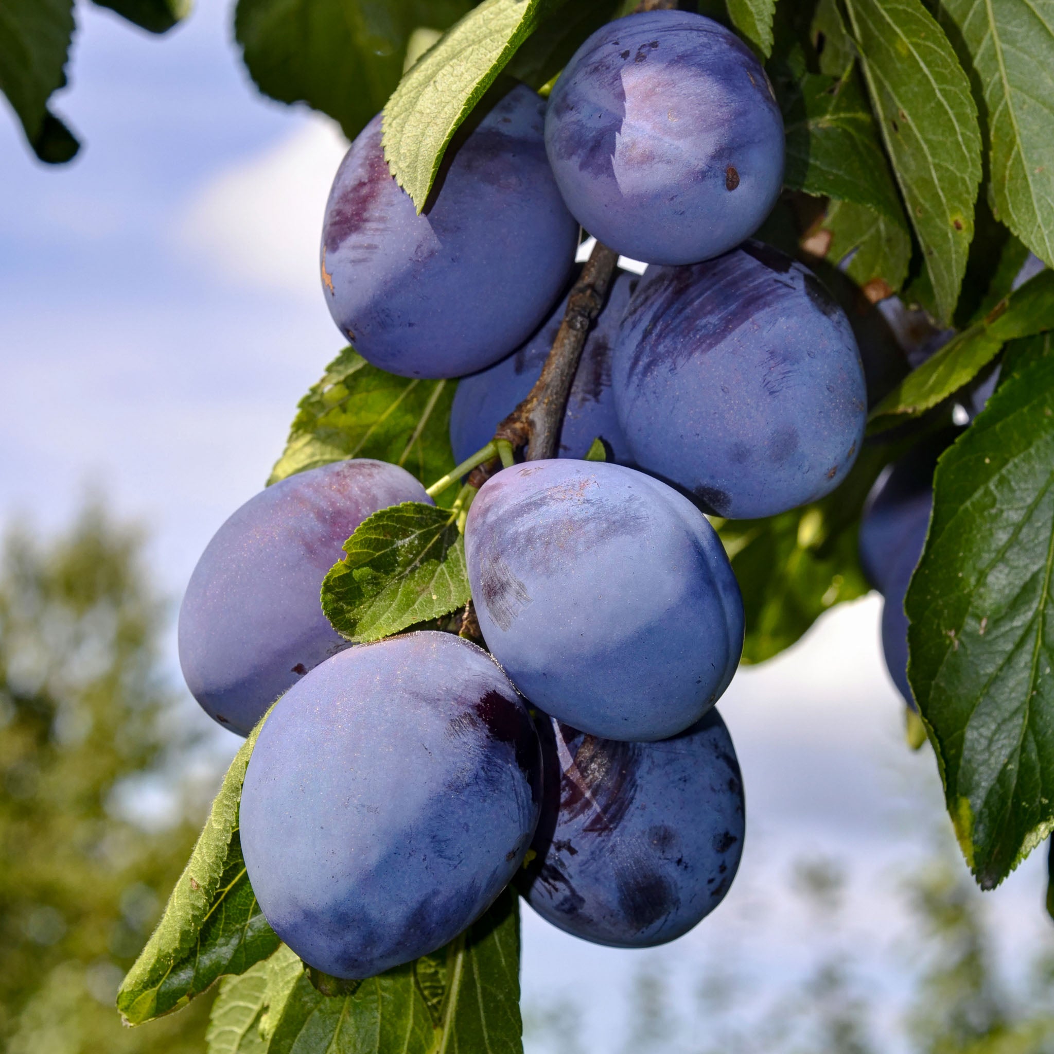 Pflaume 'Hauszwetschge' - Buschbaum