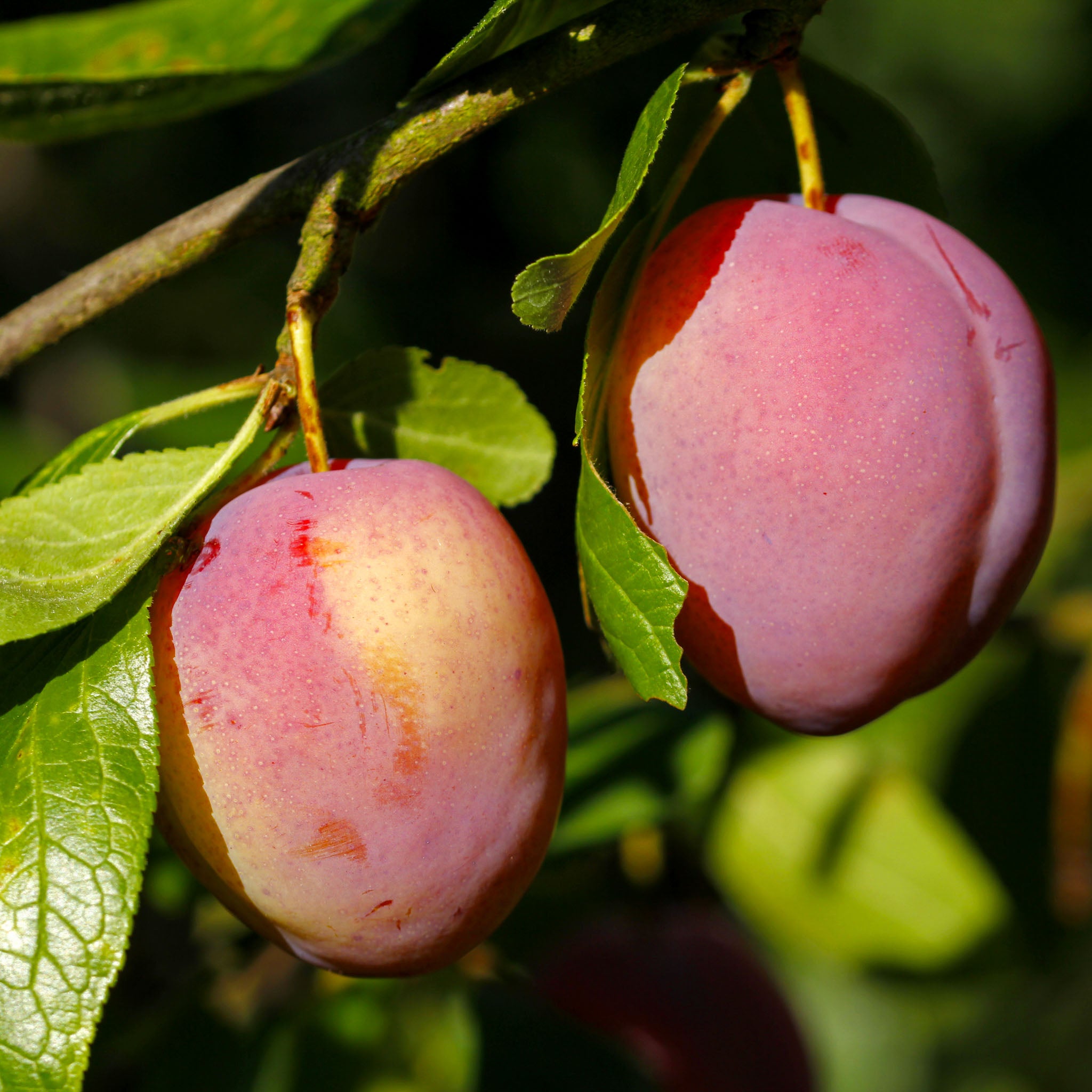 Pflaume 'Königin Victoria' - Halbstamm
