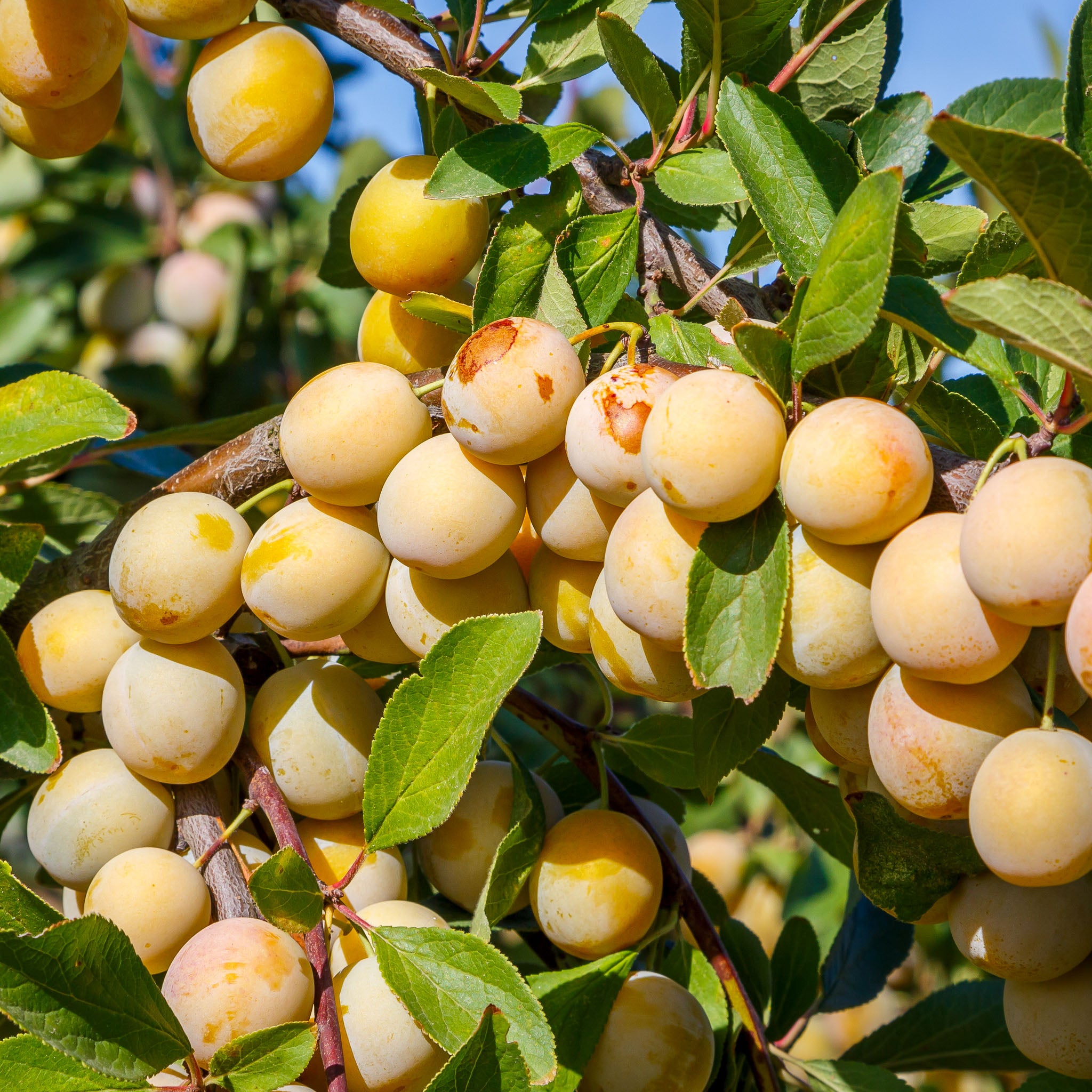 Mirabelle 'Mirabelle de Nancy' Buschbaum