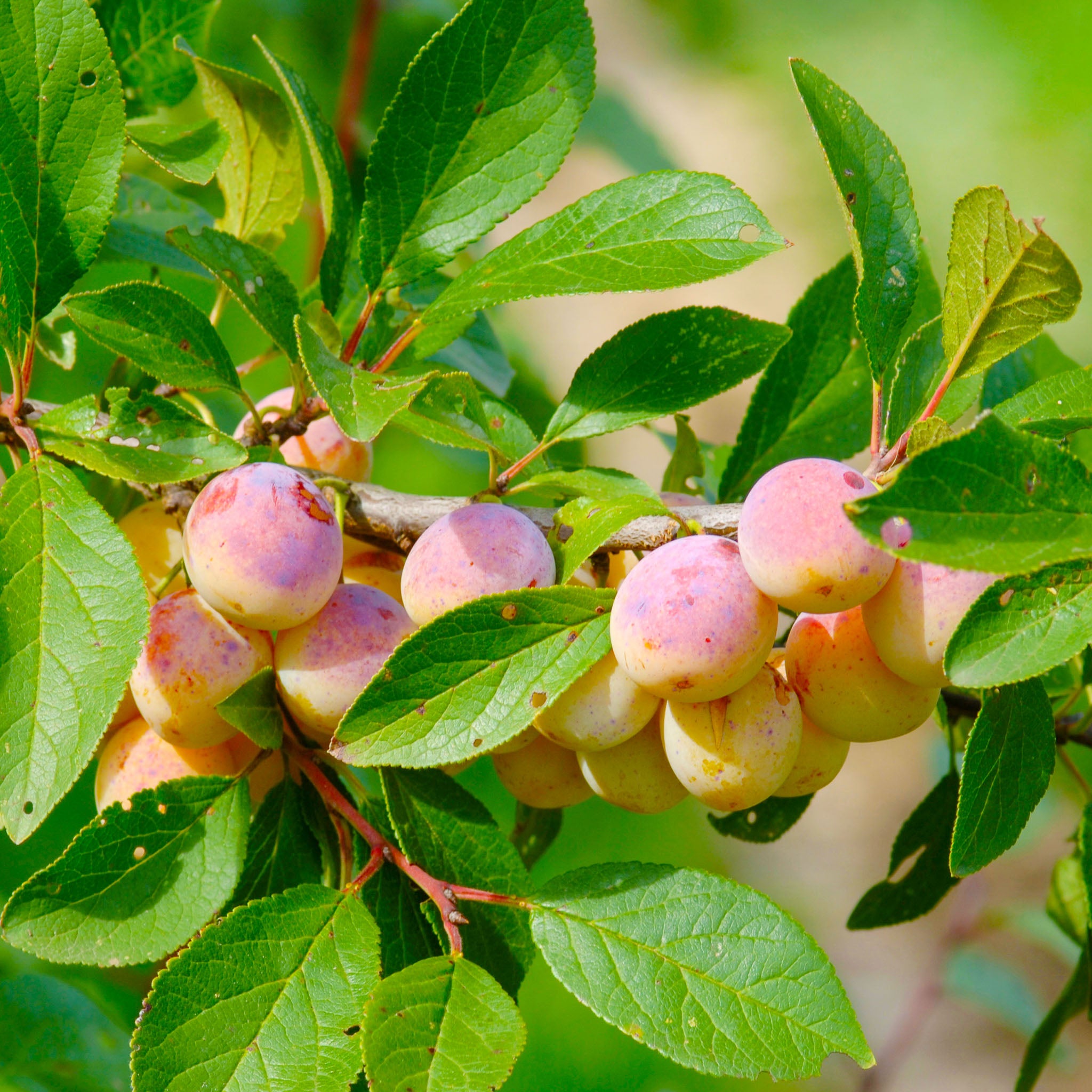 Mirabelle 'Mirabelle de Nancy' Buschbaum