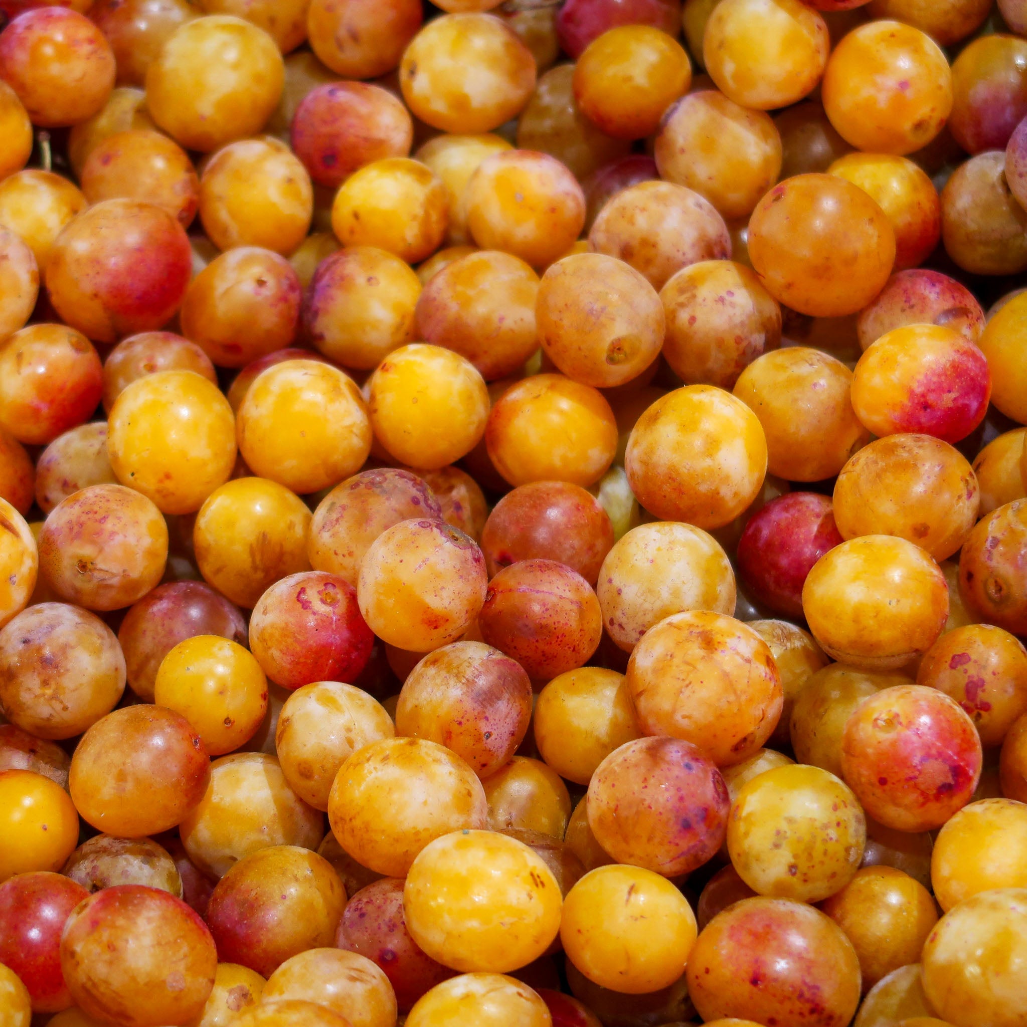 Mirabelle 'Mirabelle de Nancy' Buschbaum
