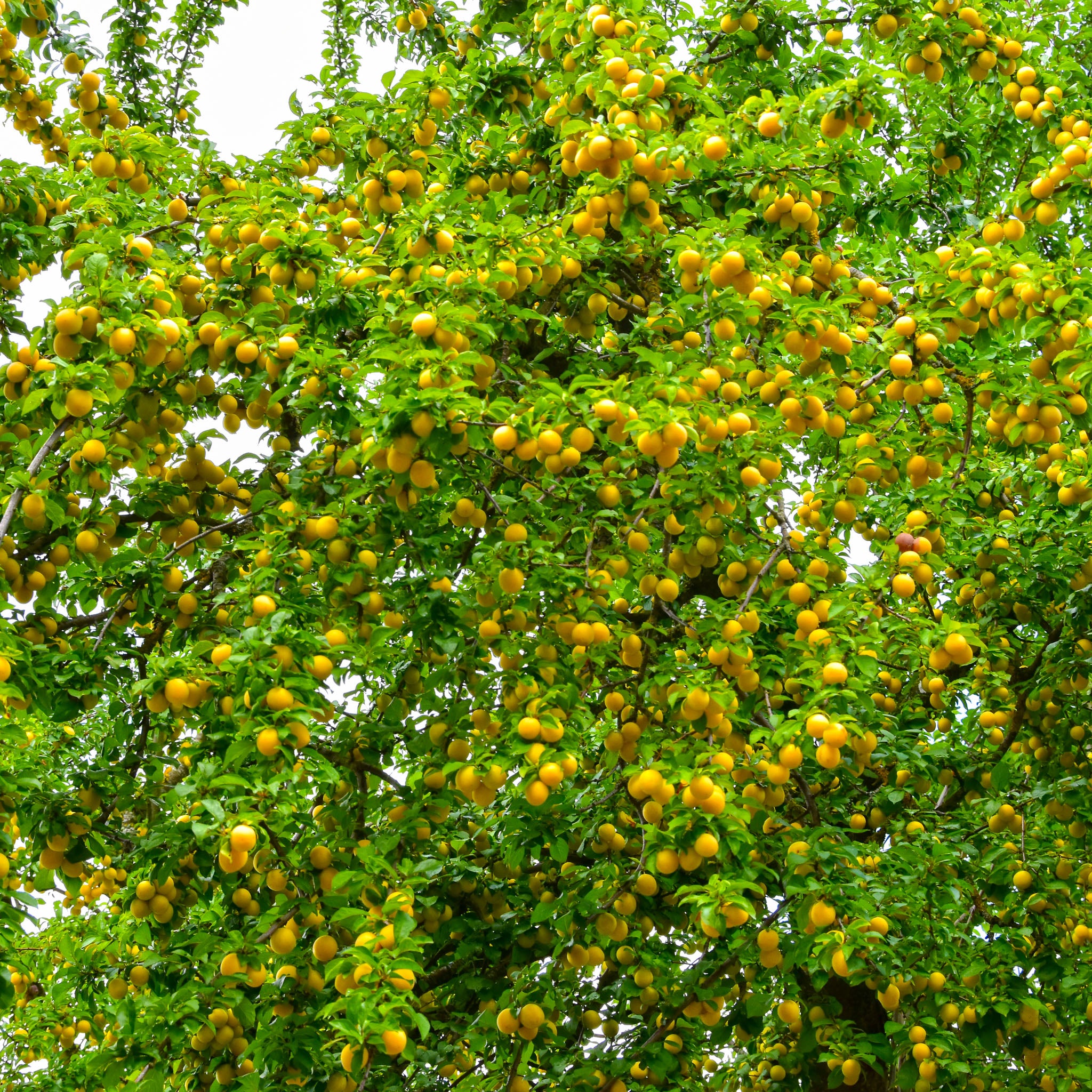 Mirabelle 'Mirabelle de Nancy' Buschbaum