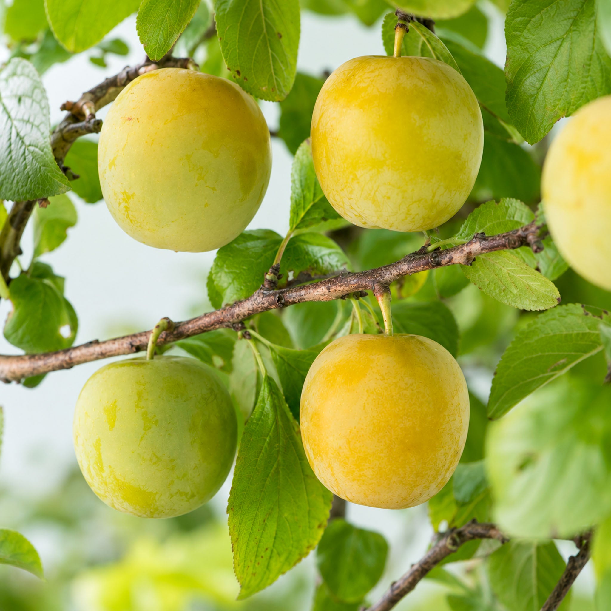 Pflaume 'Ouillins Reneklode' - Buschbaum