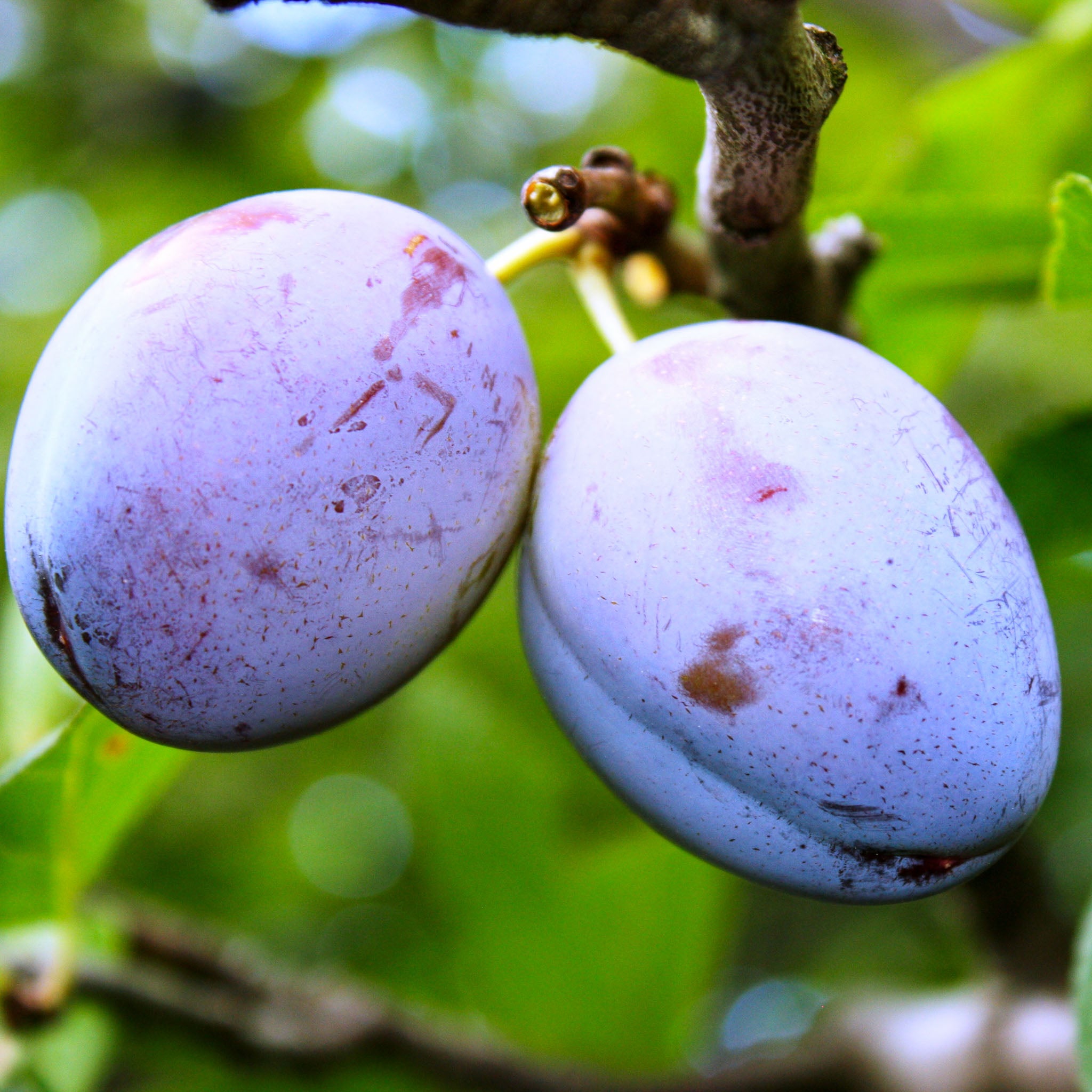 Pflaume 'Wangenheimer Frühzwetsche' - Halbstamm