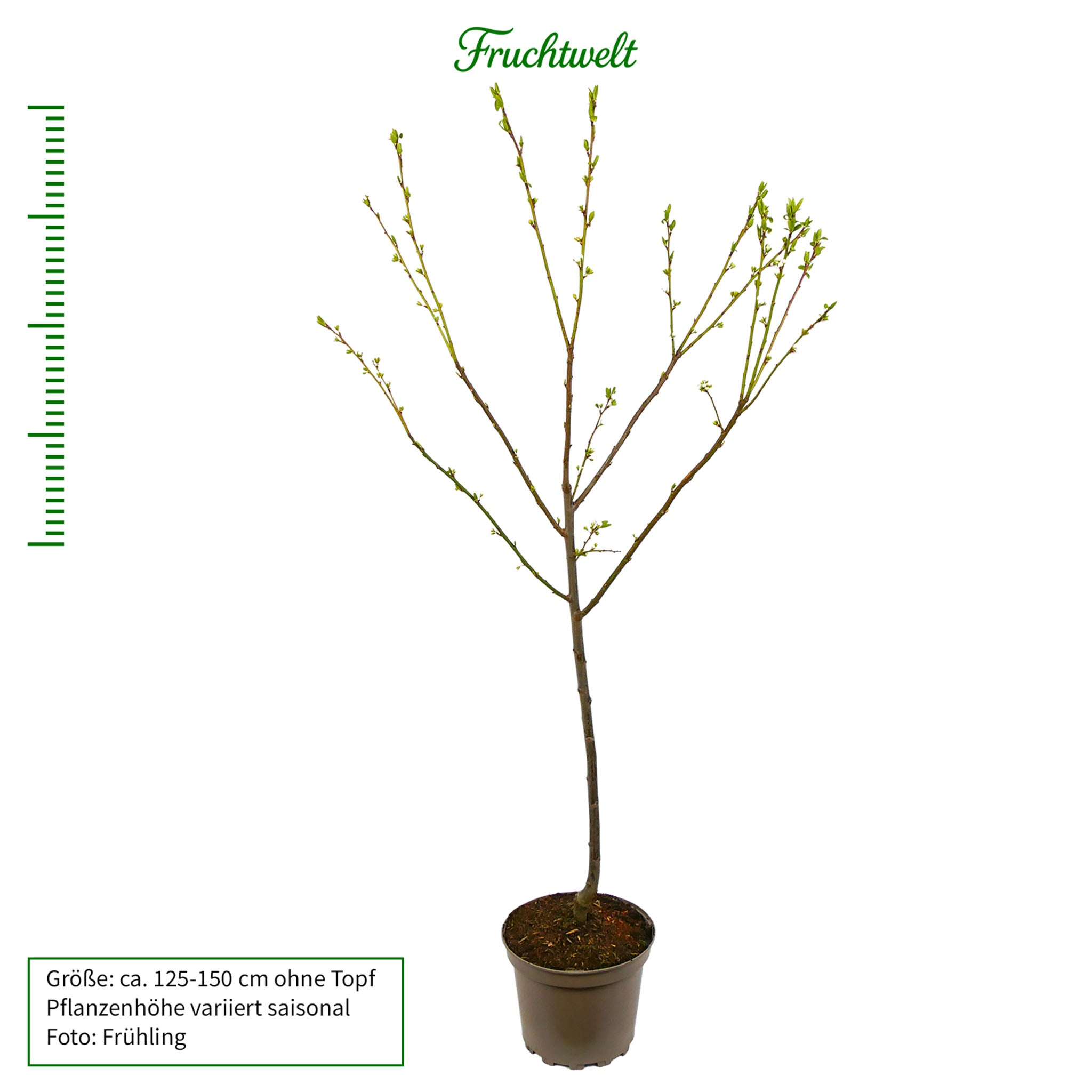 Pflaume 'Wangenheimer Frühzwetsche' - Buschbaum