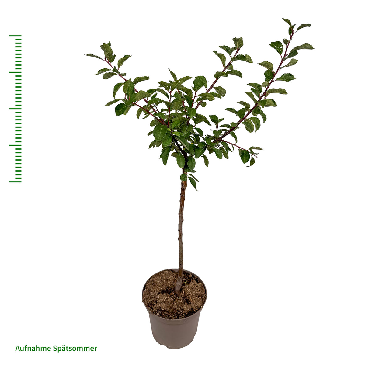Mirabelle 'Nancy' - Terrassenobst