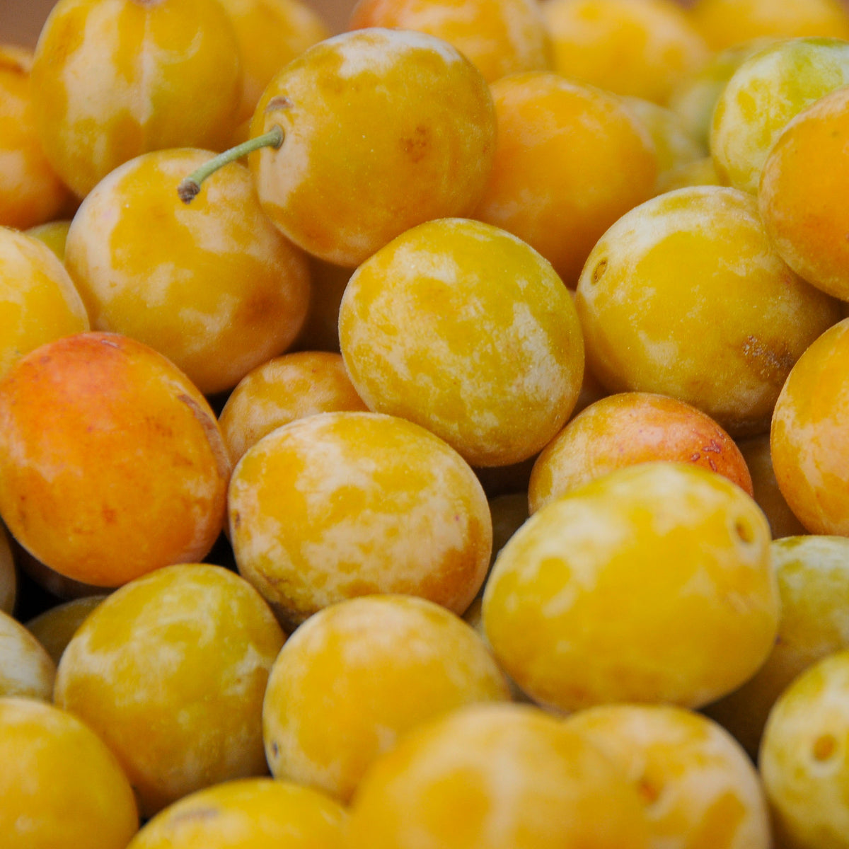 Mirabelle 'Bellamira'