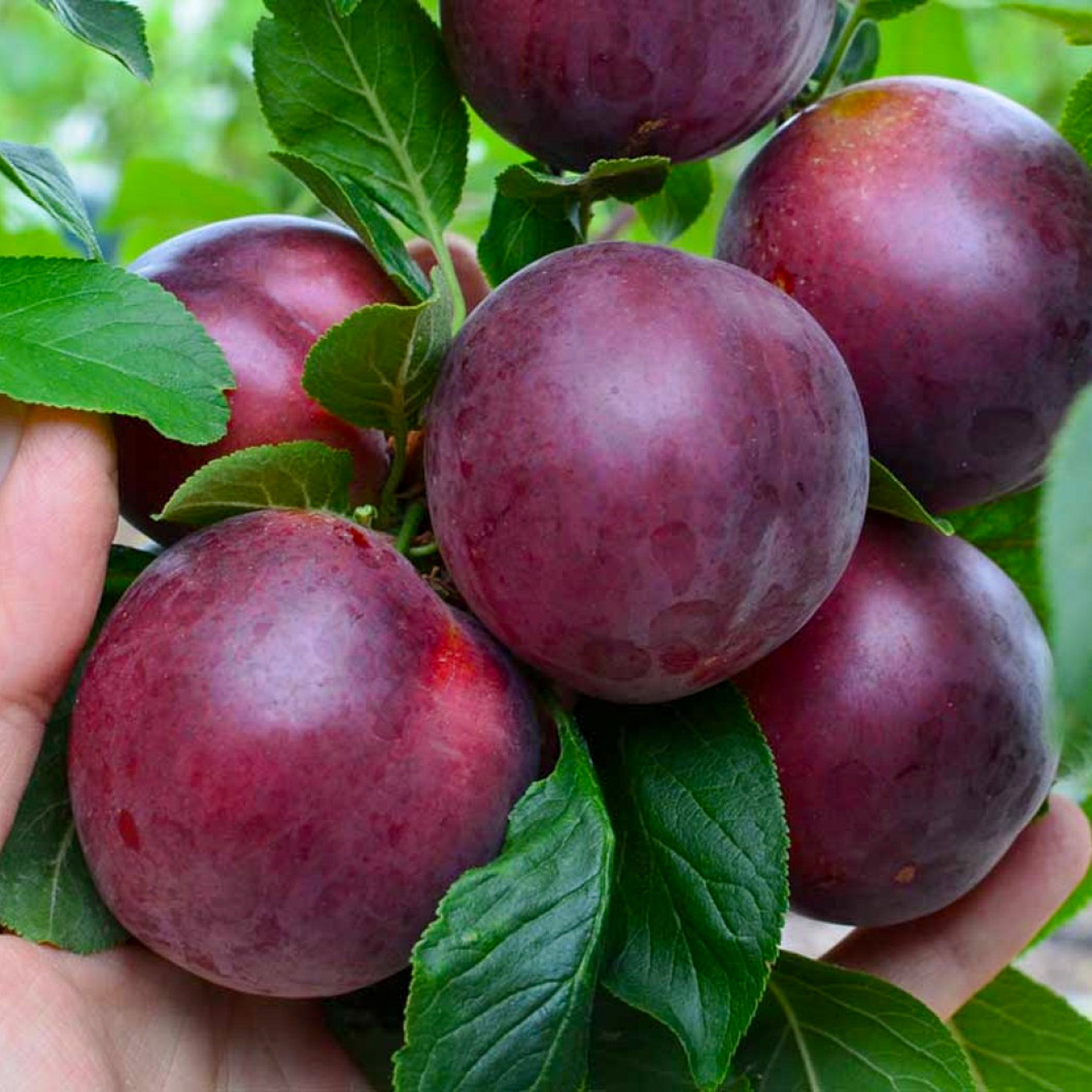 Aprikosen-Pflaume 'Globus'