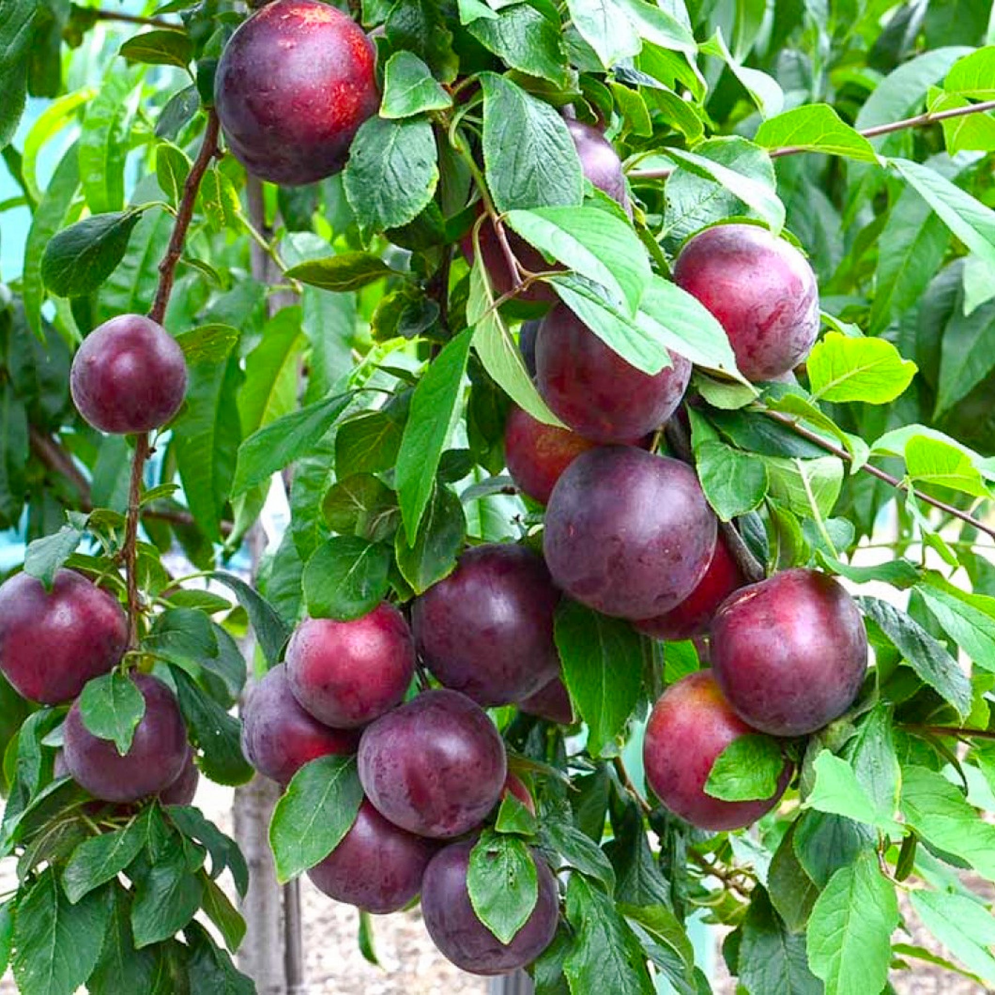 Aprikosen-Pflaume 'Globus'