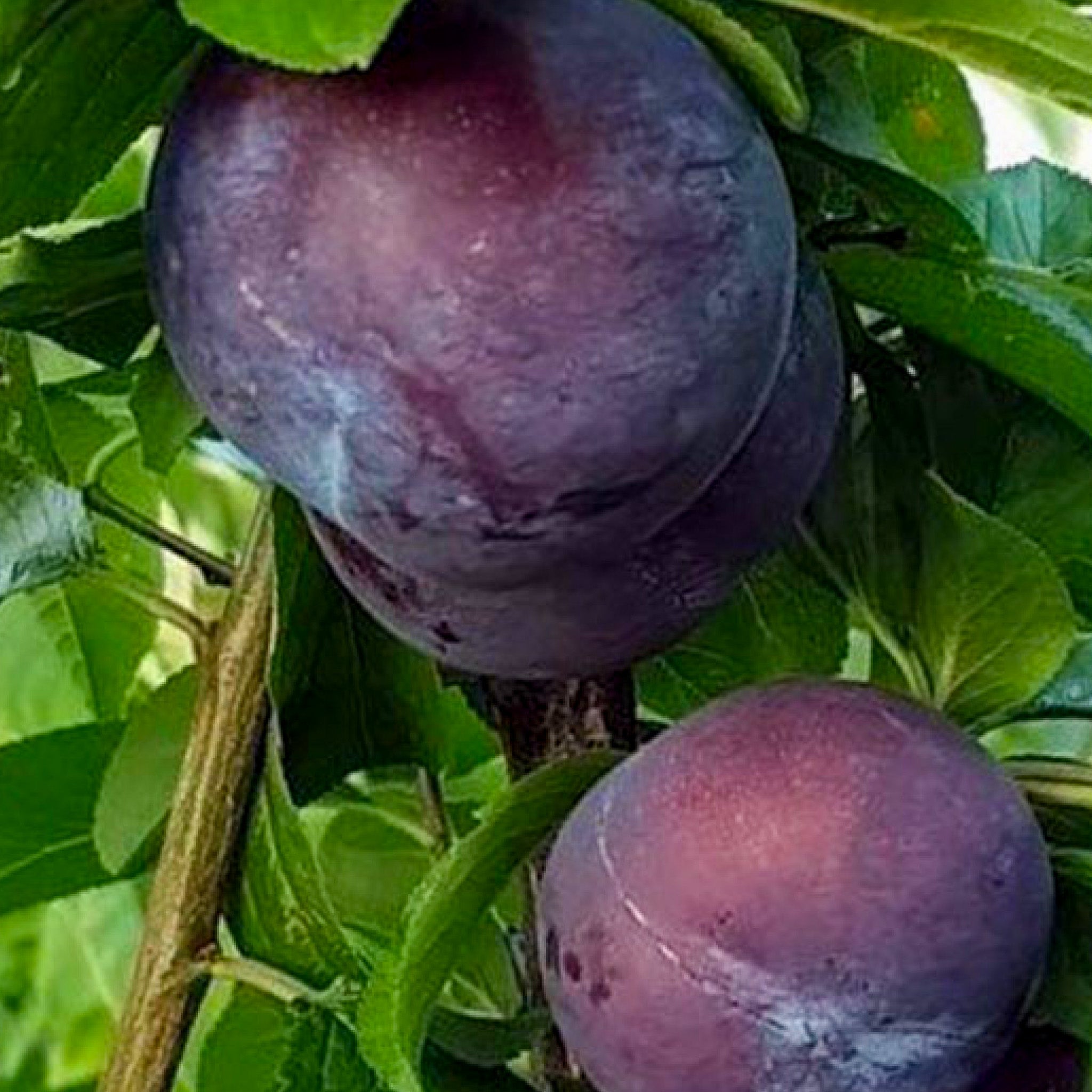 Aprikosen-Pflaume 'Globus'
