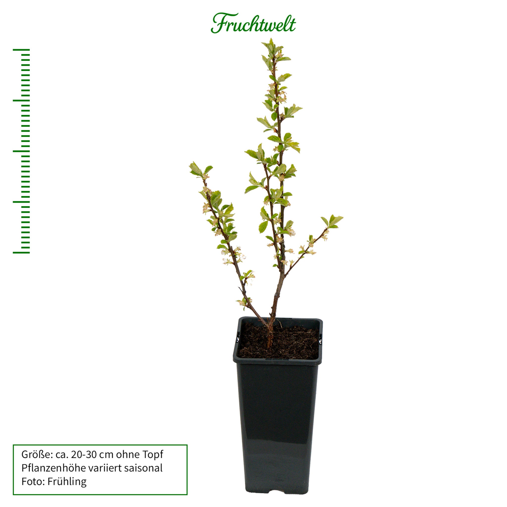 Koreakirsche 'Wildform'