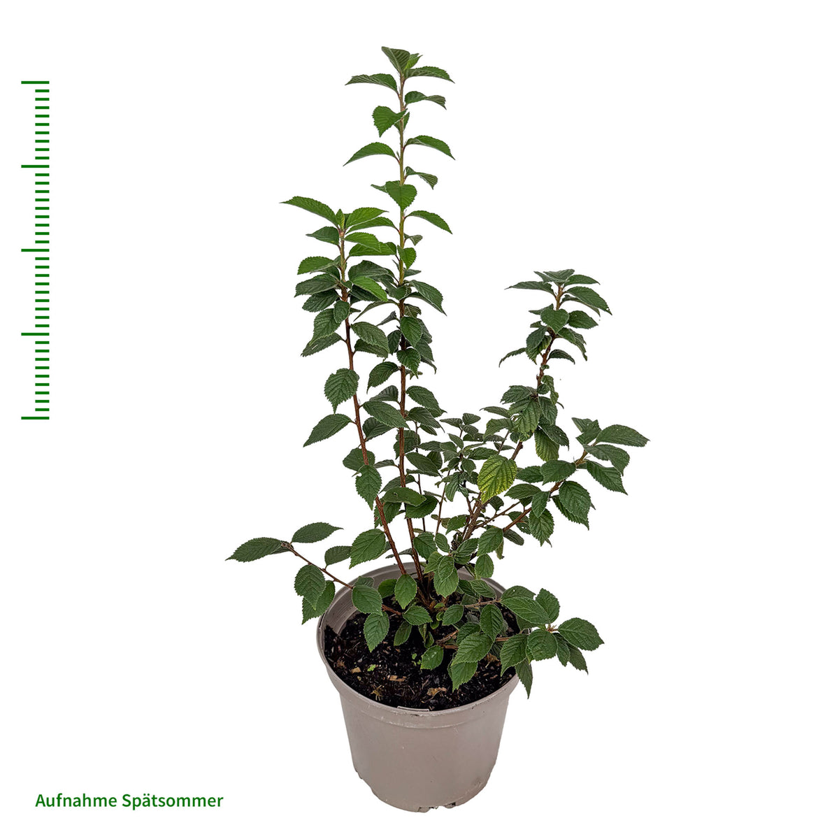 Koreakirsche 'Wildform'