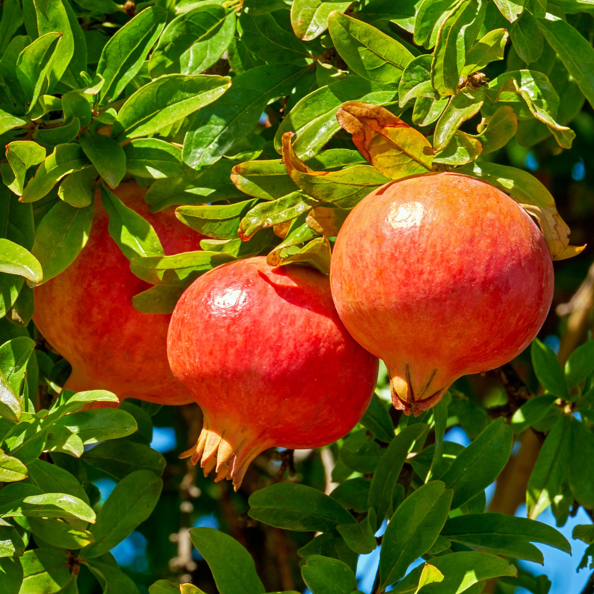 Granatapfel 'Acco'