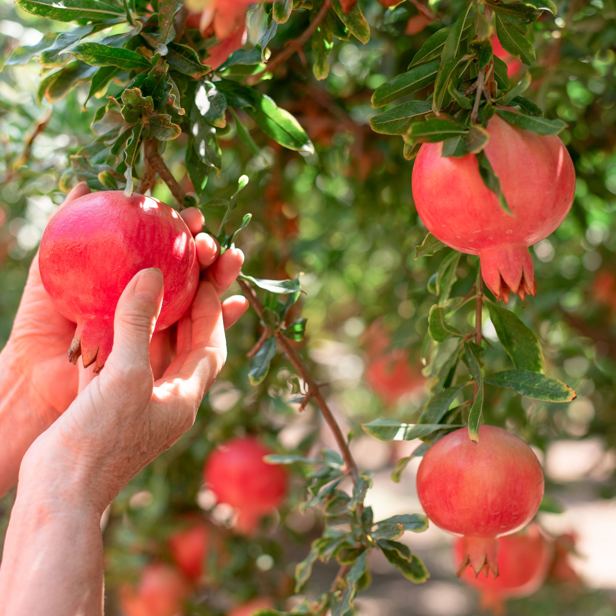 Granatapfel 'Acco'