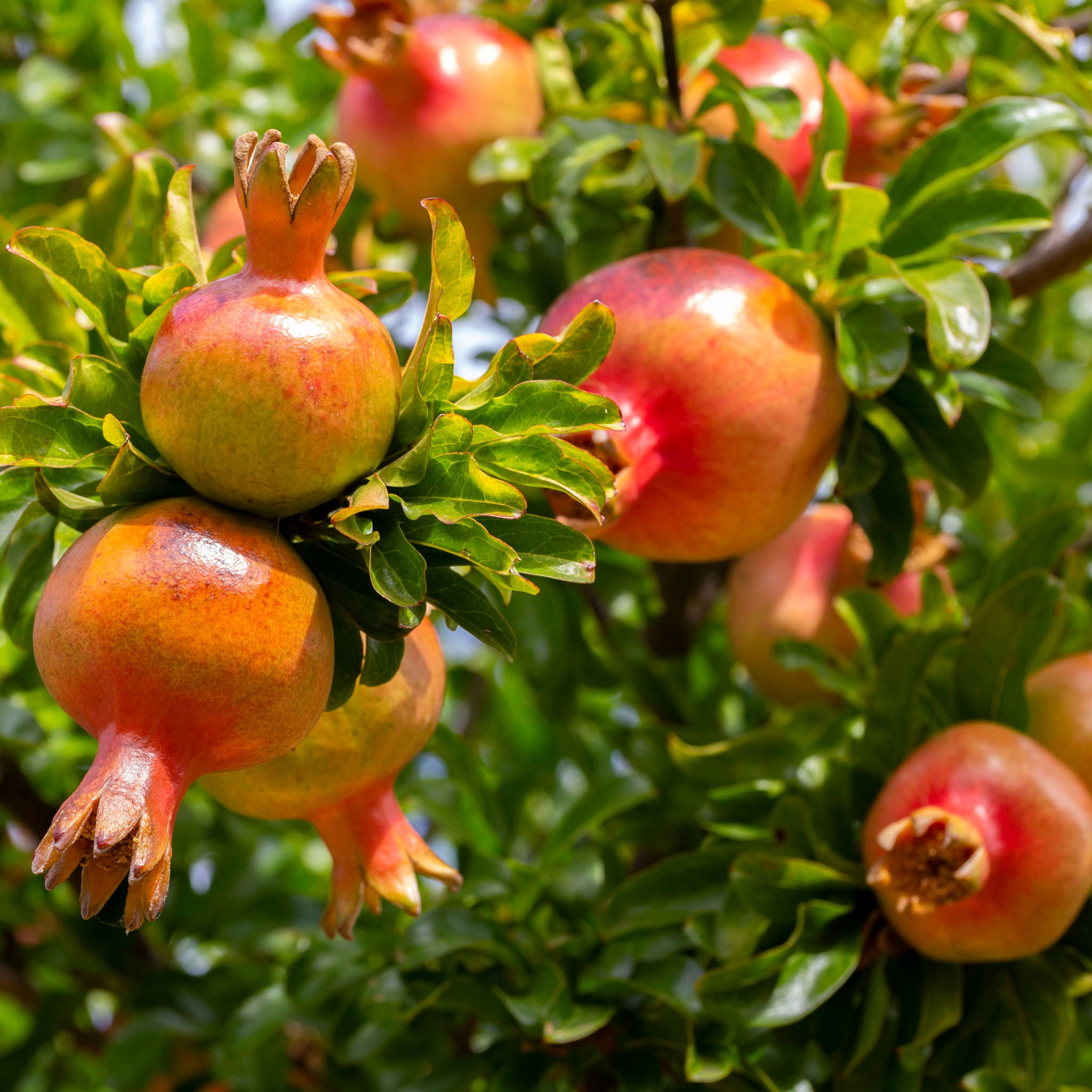 Granatapfel 'Kabylie'