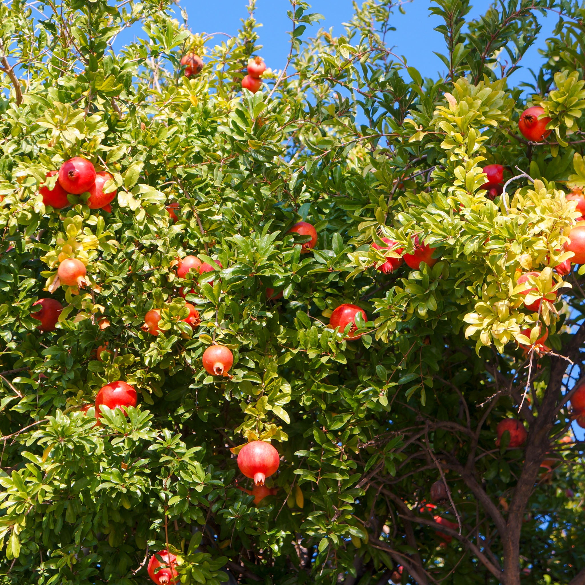 Granatapfel 'Kabylie'