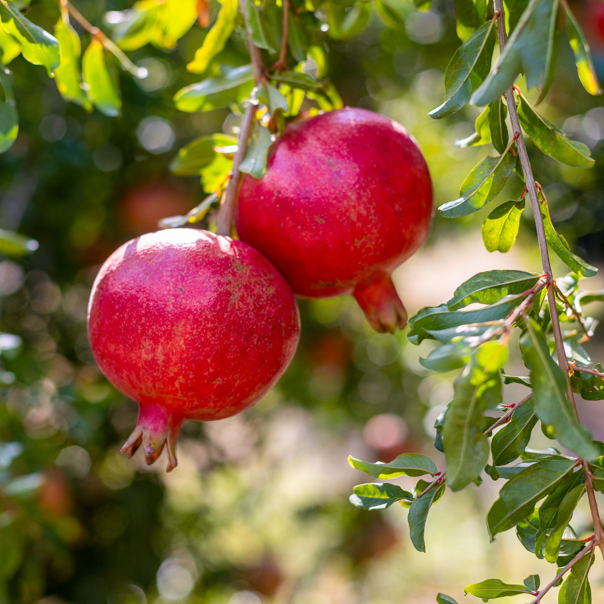 Granatapfel 'Mollar de Elche'