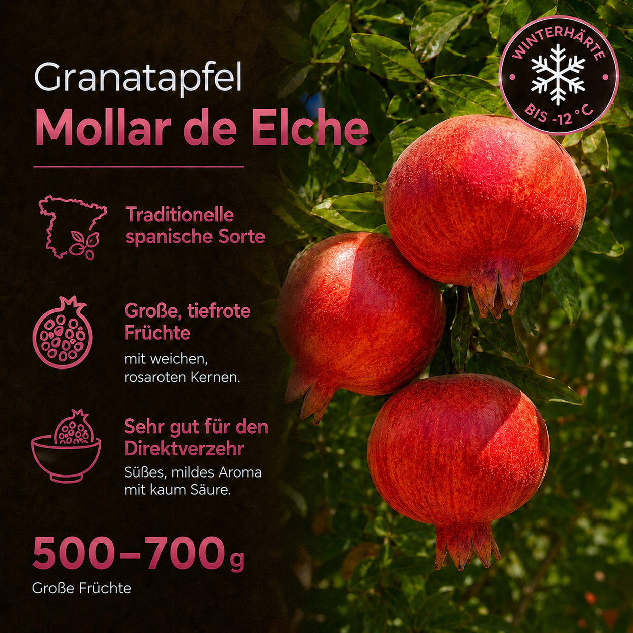 Granatapfel 'Mollar de Elche'