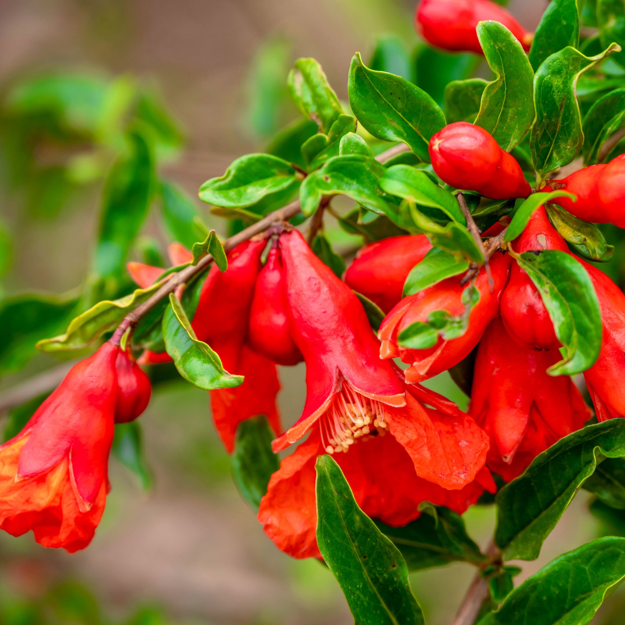 Granatapfel 'Provence'