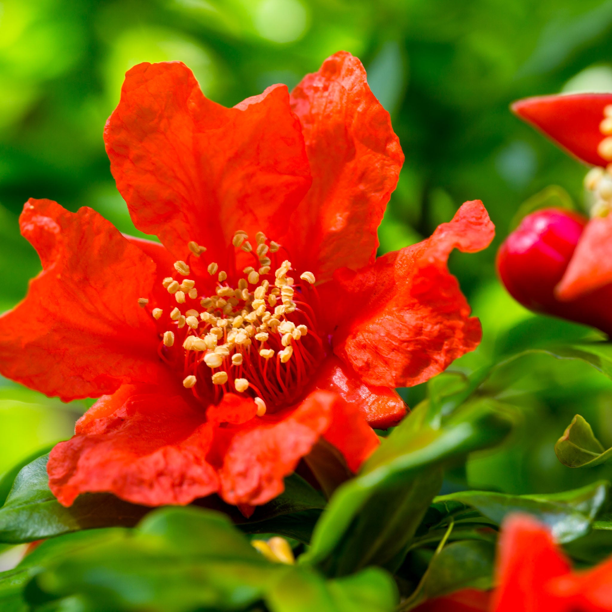 Granatapfel 'Wonderful'