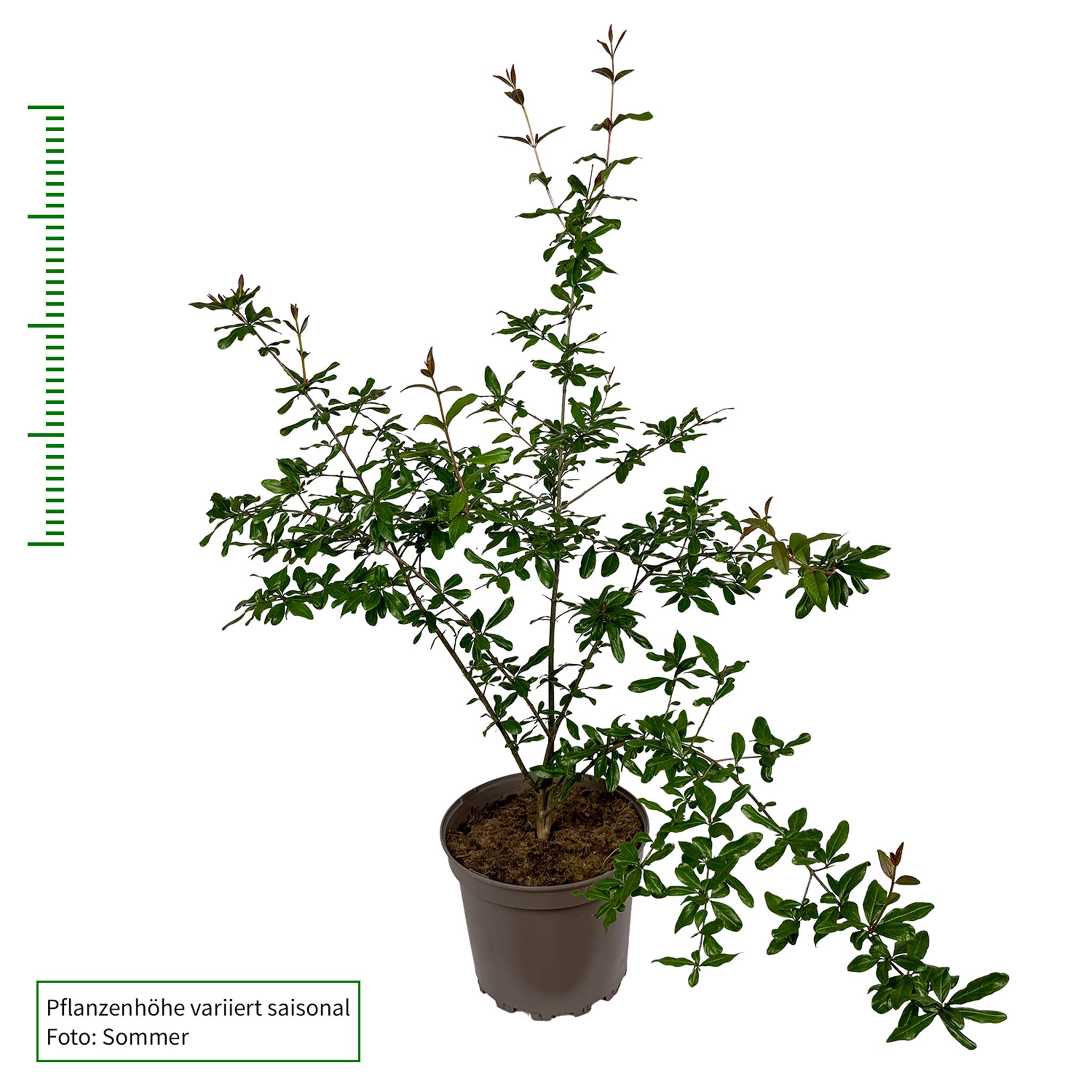 Granatapfel 'Kabylie'
