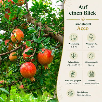 Granatapfel 'Acco'