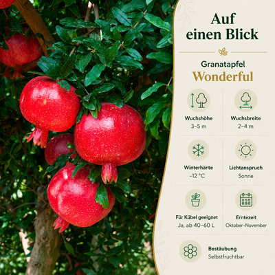 Granatapfel 'Wonderful'