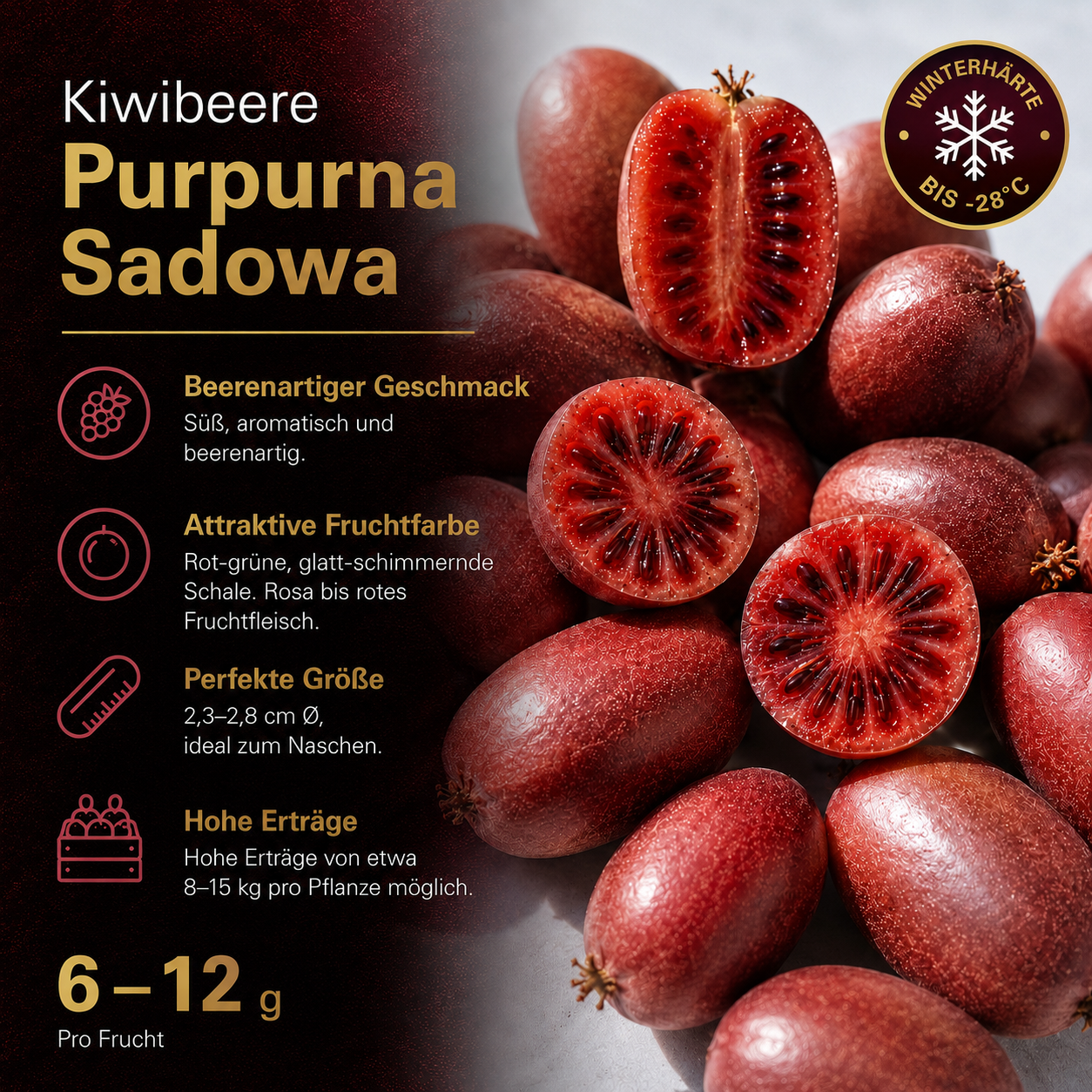 Kiwibeere 'Purpurna Sadowa‘