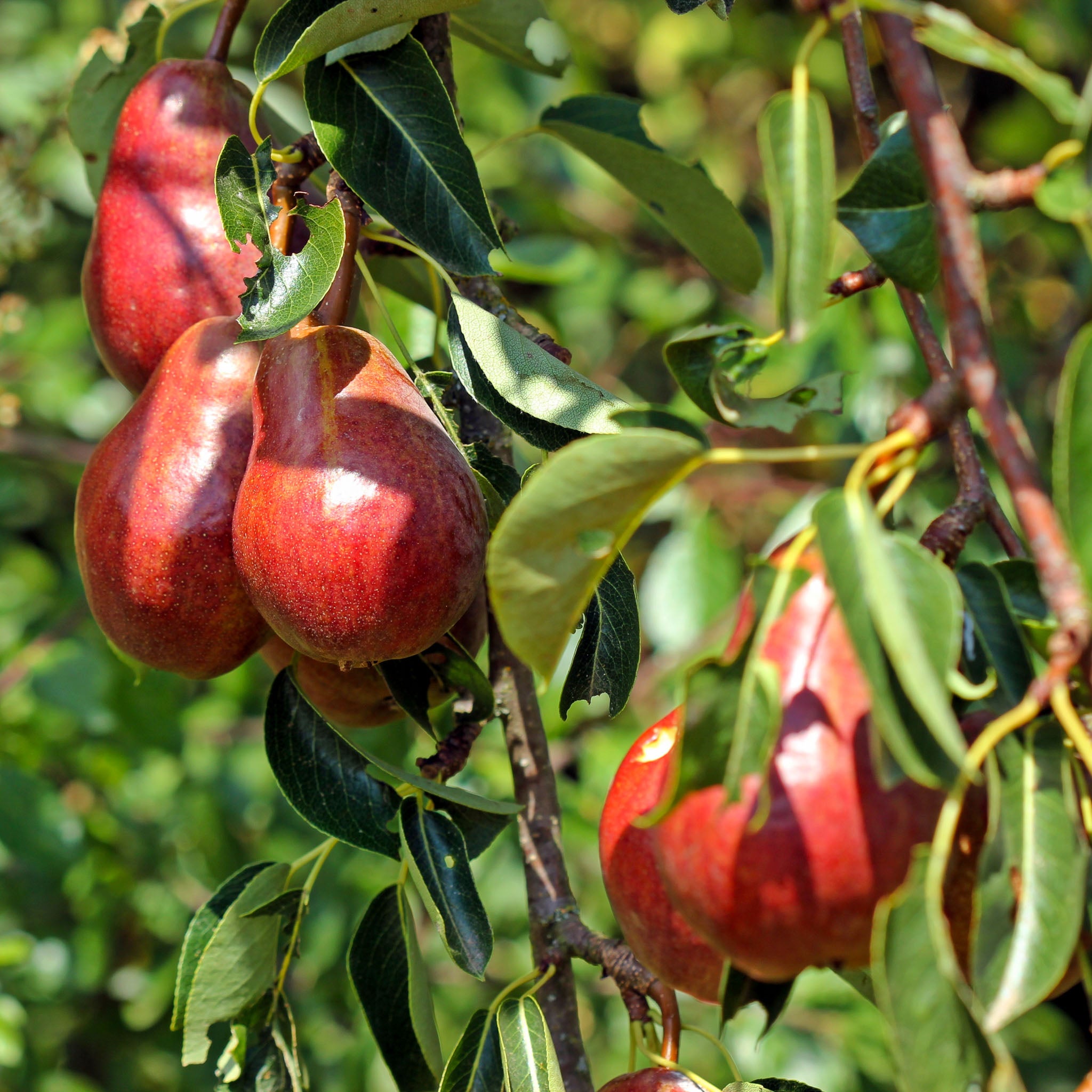 Birne 'Nordhäuser Winterforelle' Buschbaum
