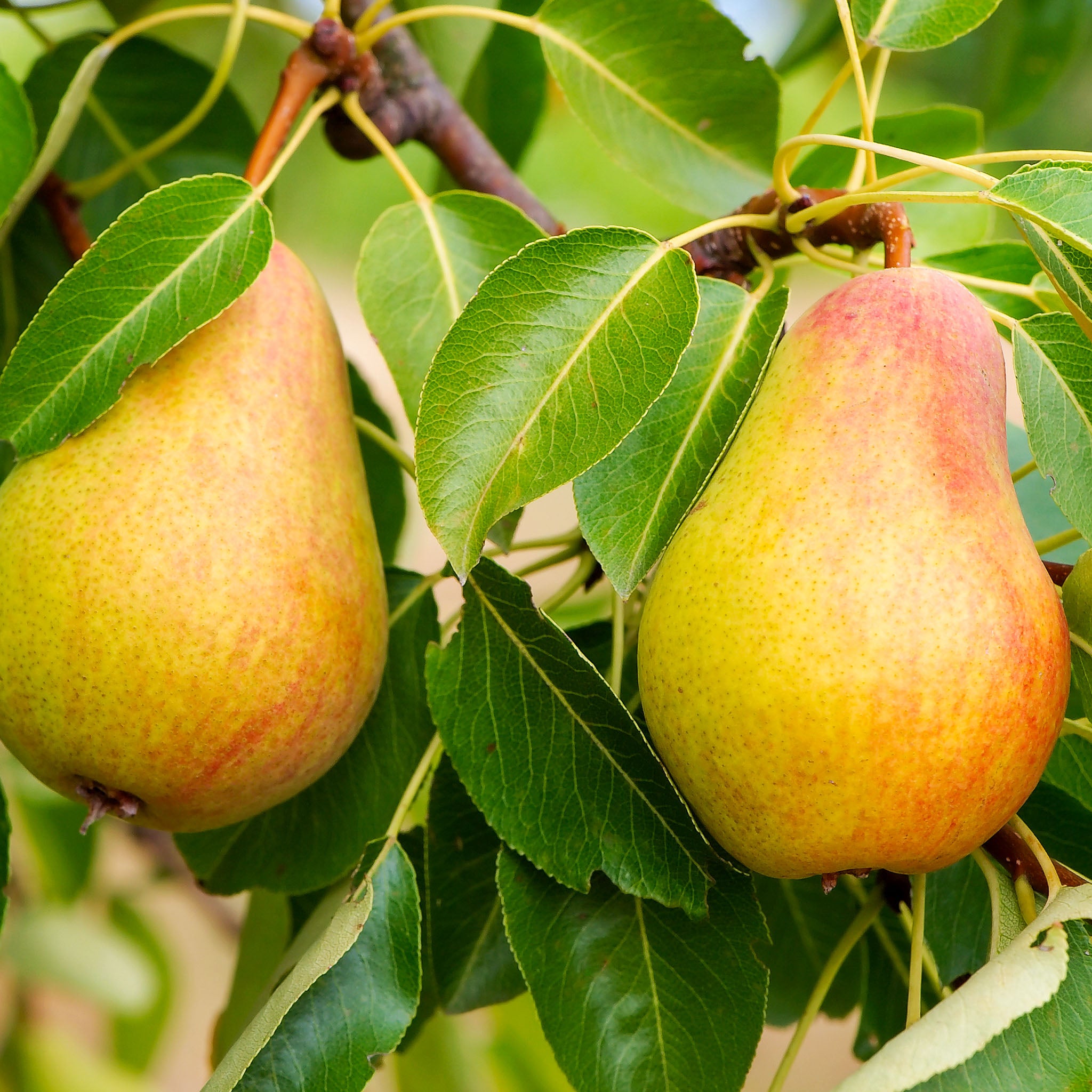Birne 'Gute Luise' Halbstamm
