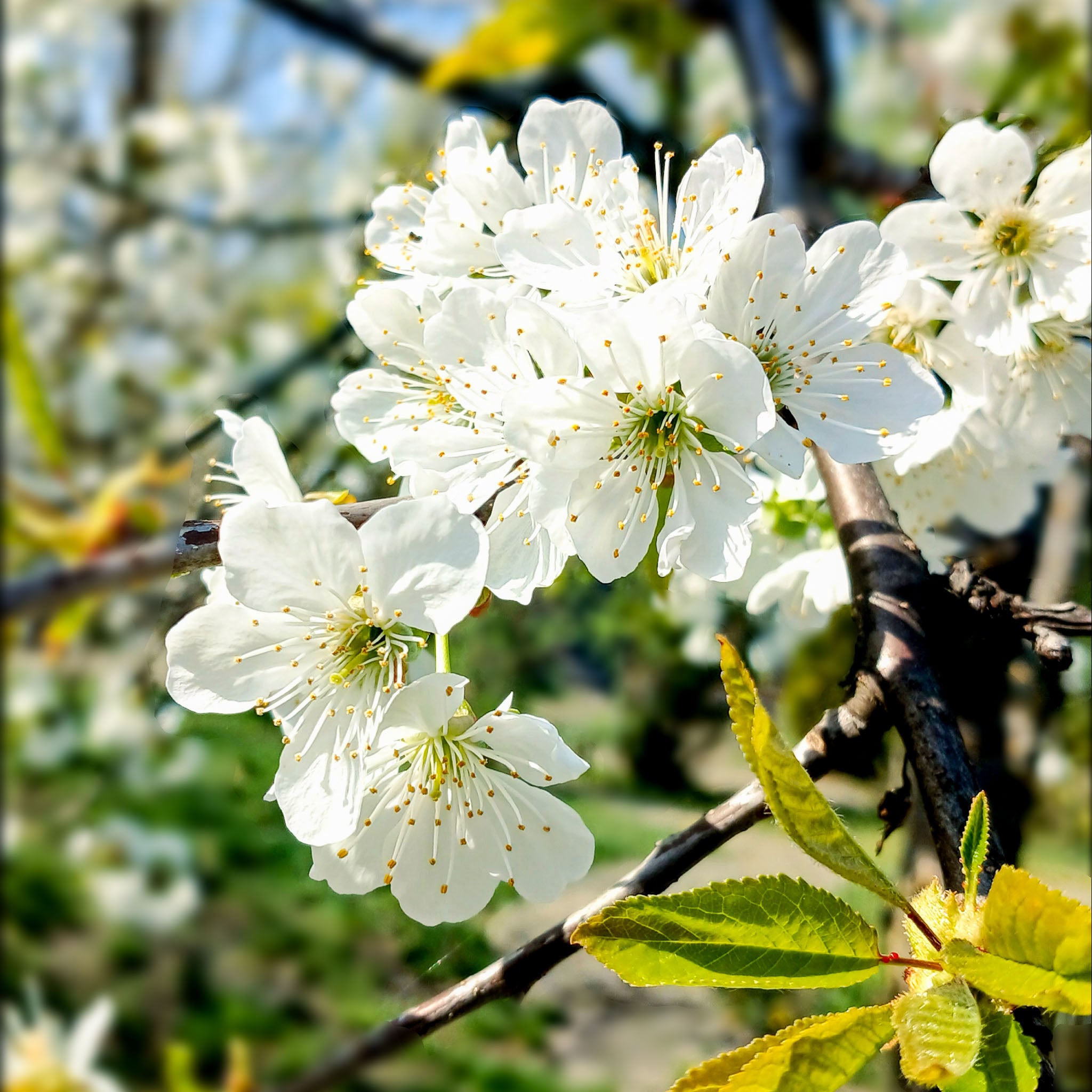 Birne 'Gute Luise' Halbstamm