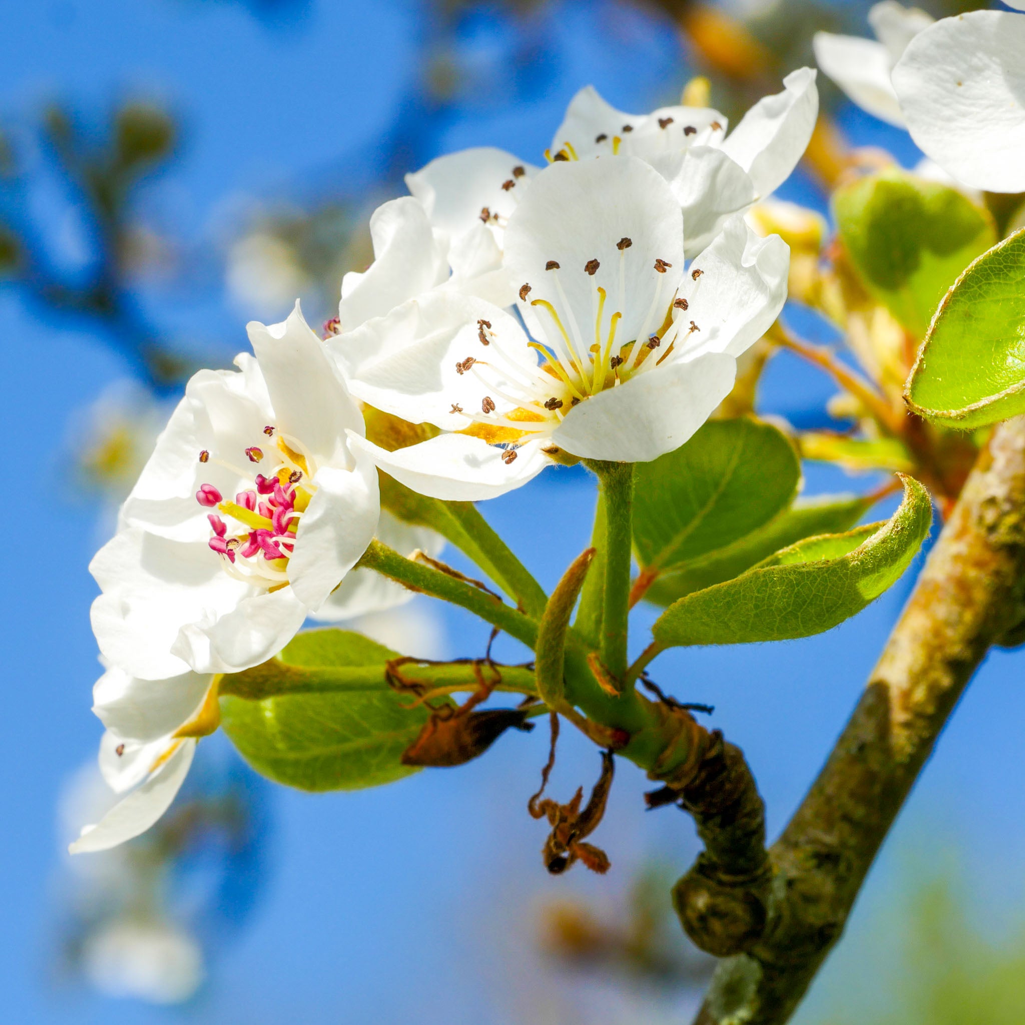 Birne 'Köstliche von Charneux' - Terrassenobst