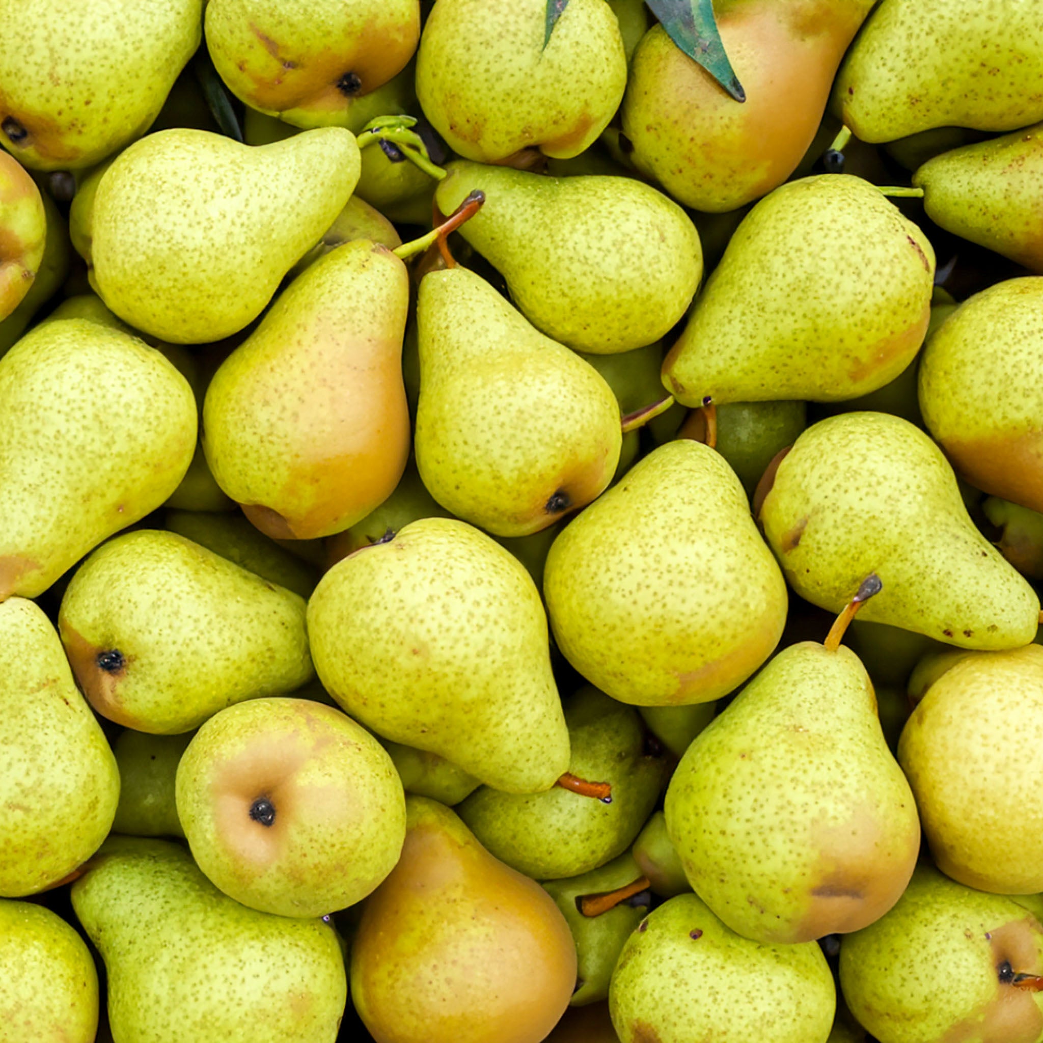 Birne 'Vereins-Dechantsbirne' Buschbaum