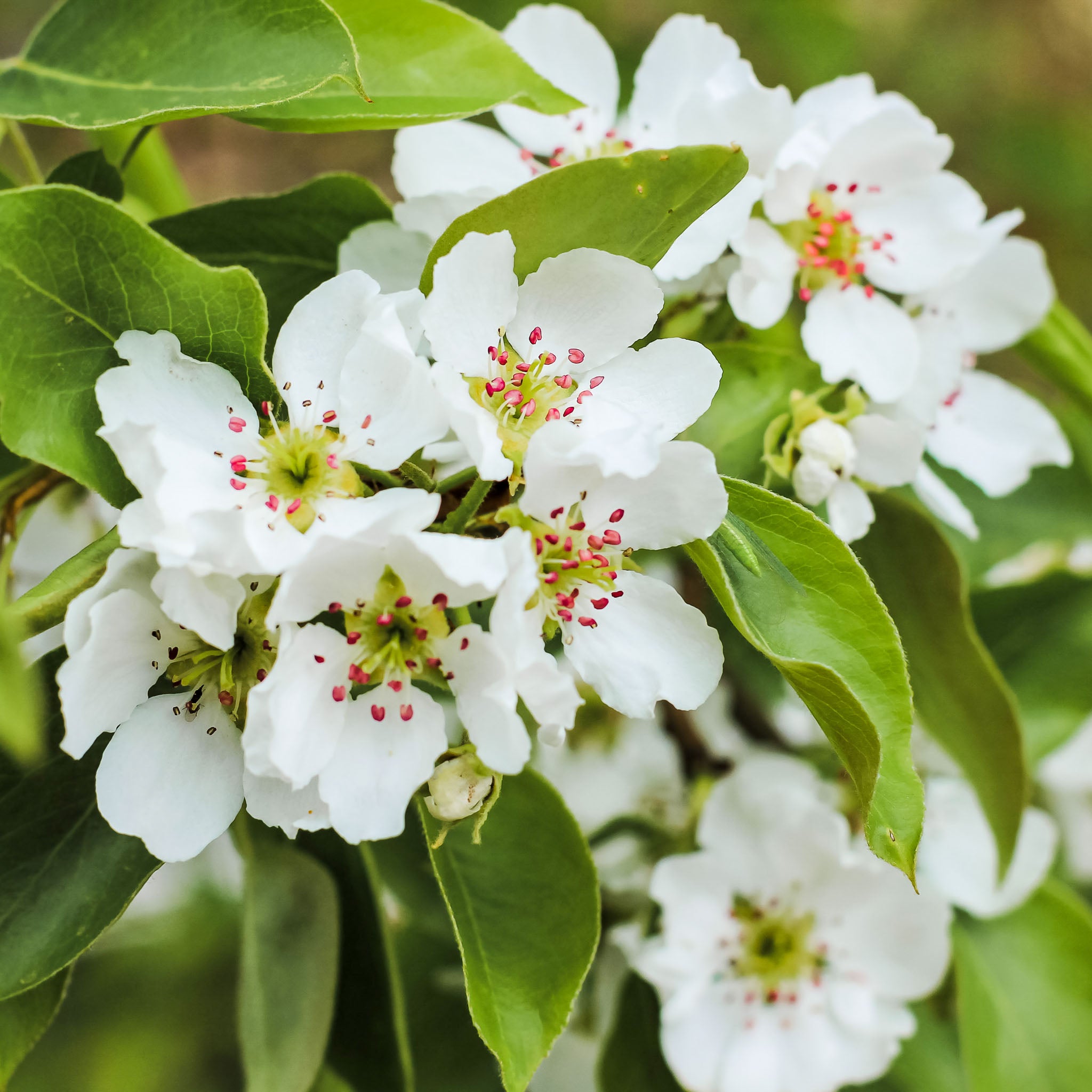 Birne 'Vereins-Dechantsbirne' Buschbaum