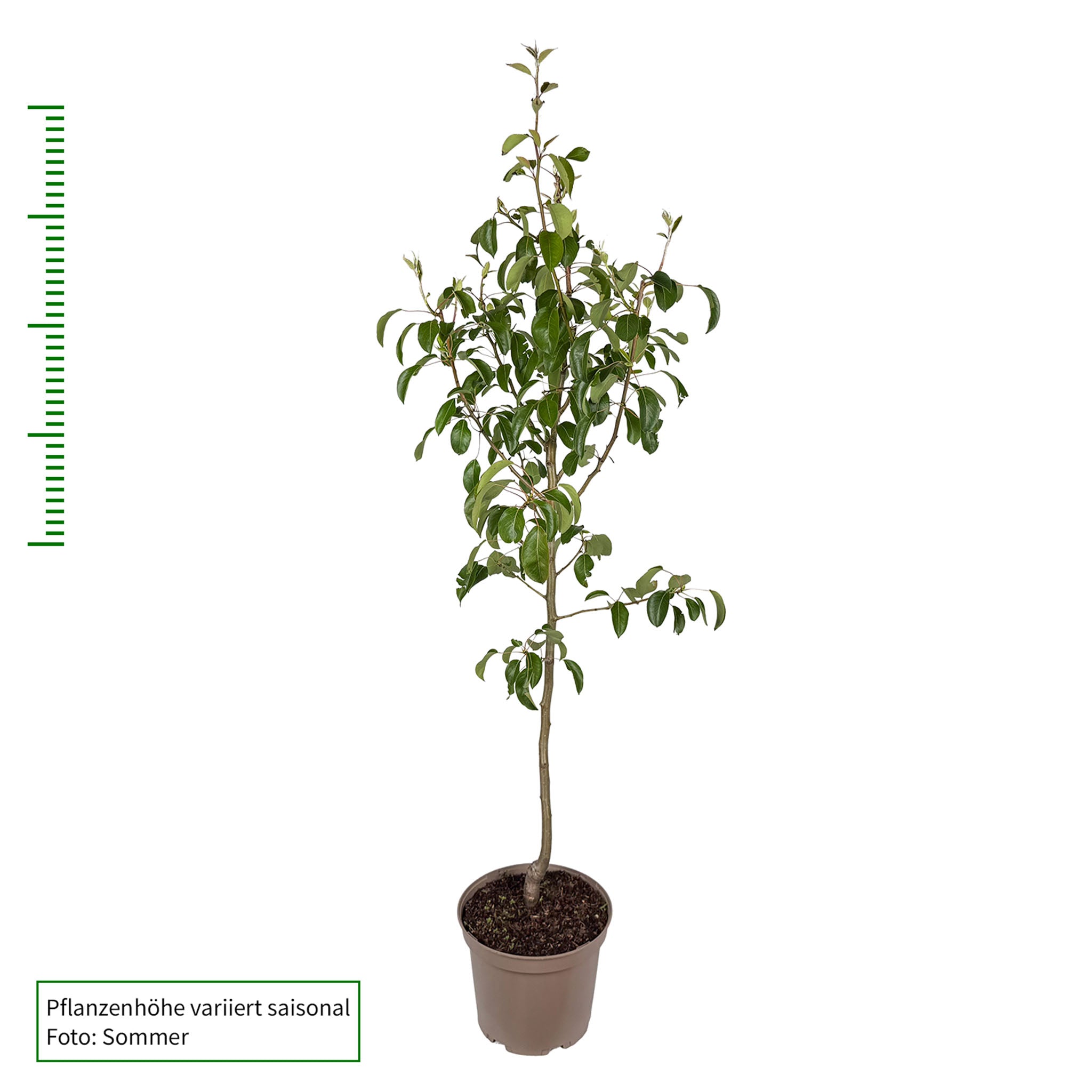 Birne 'Nordhäuser Winterforelle' Buschbaum