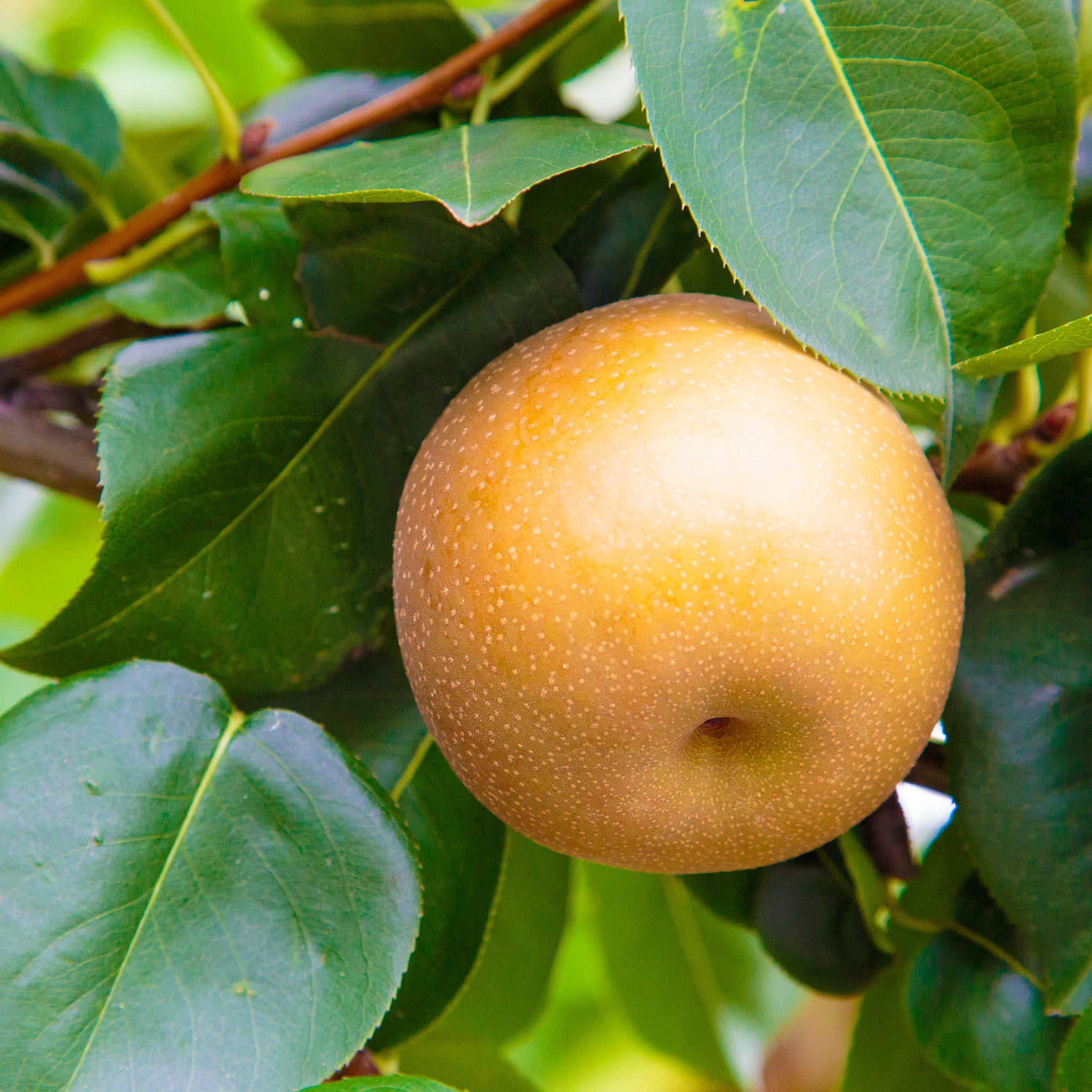 Nashi-Birne 'Hosui'