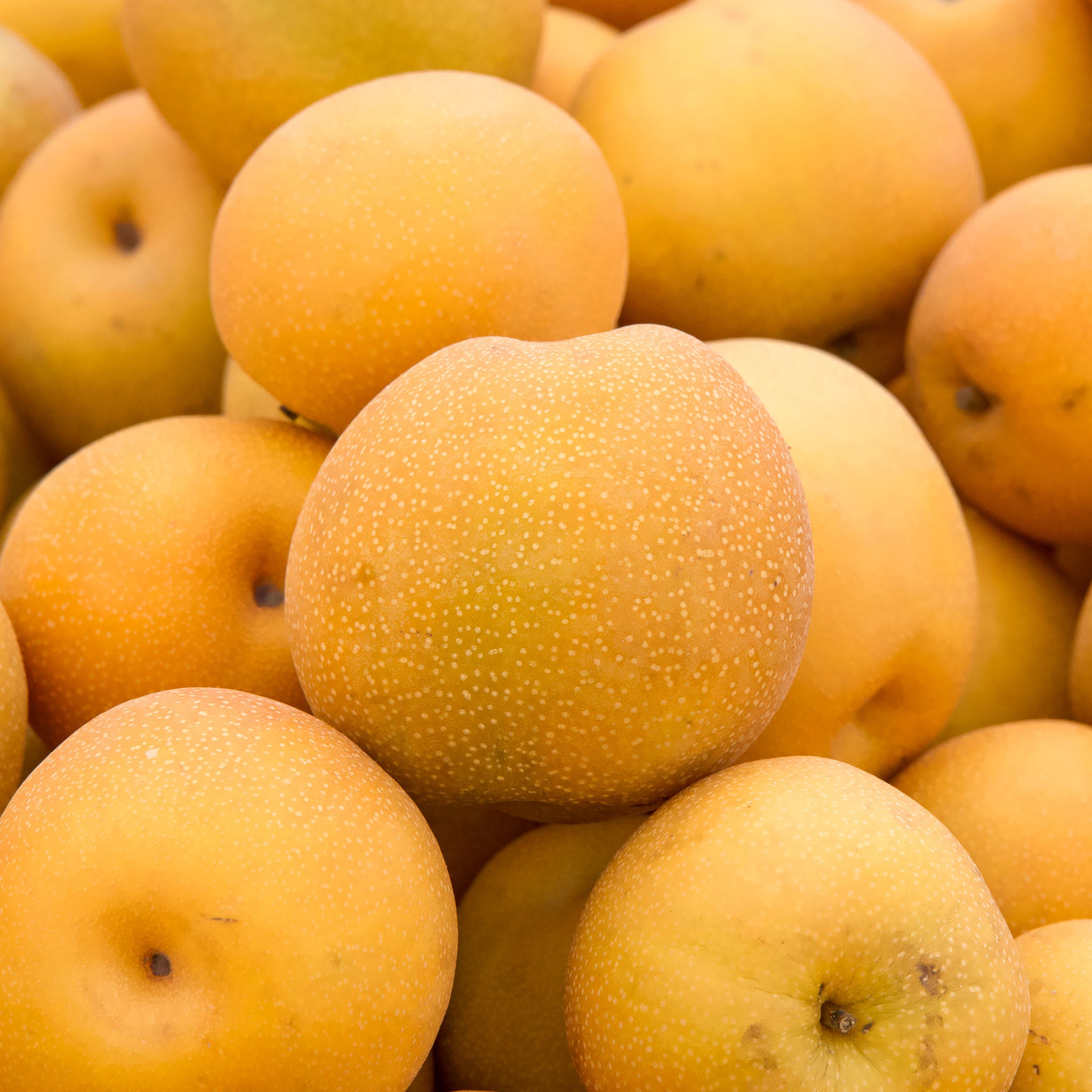 Nashi-Birne 'Kosui'
