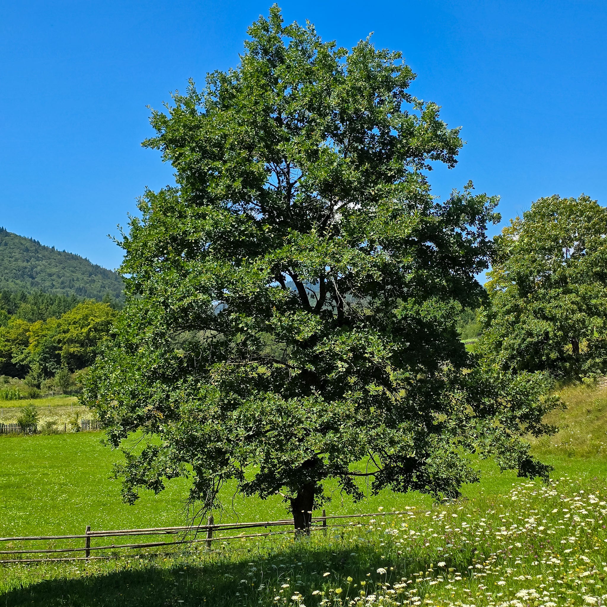 Stieleiche