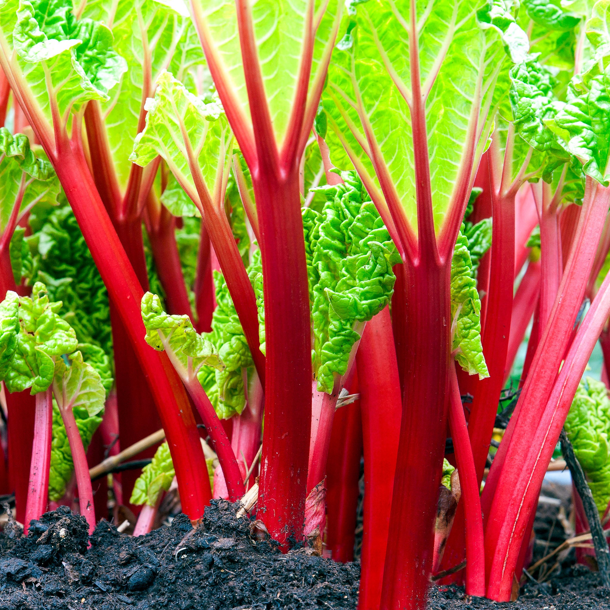 Rhabarber 'Canada Red'