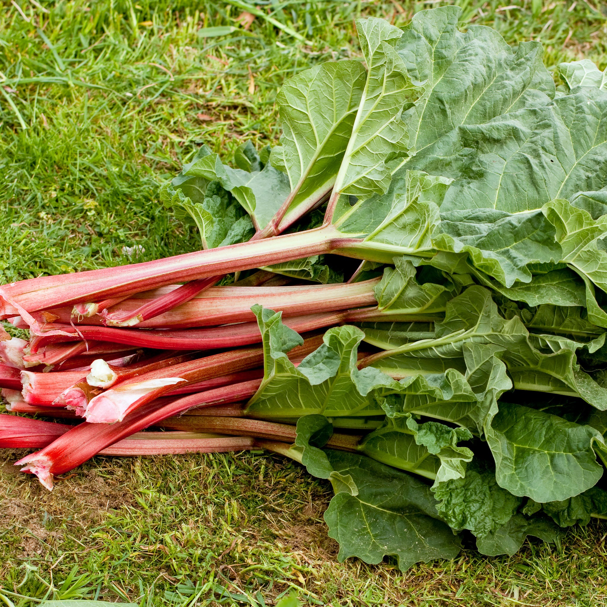 Rhabarber 'Holsteiner Blut'