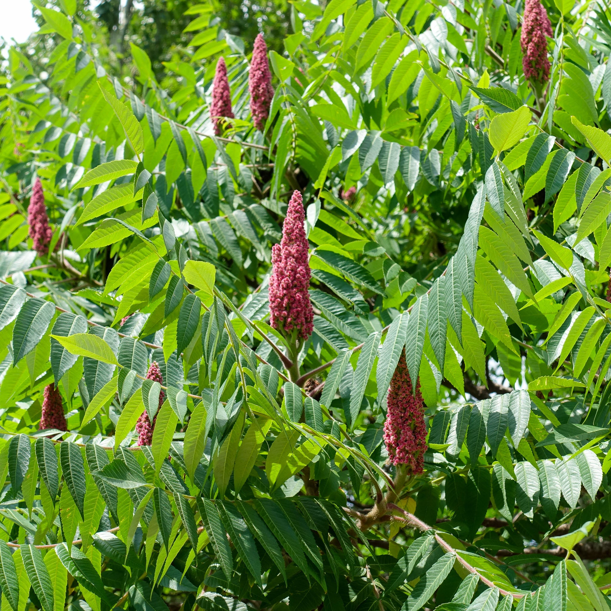 Essigbaum