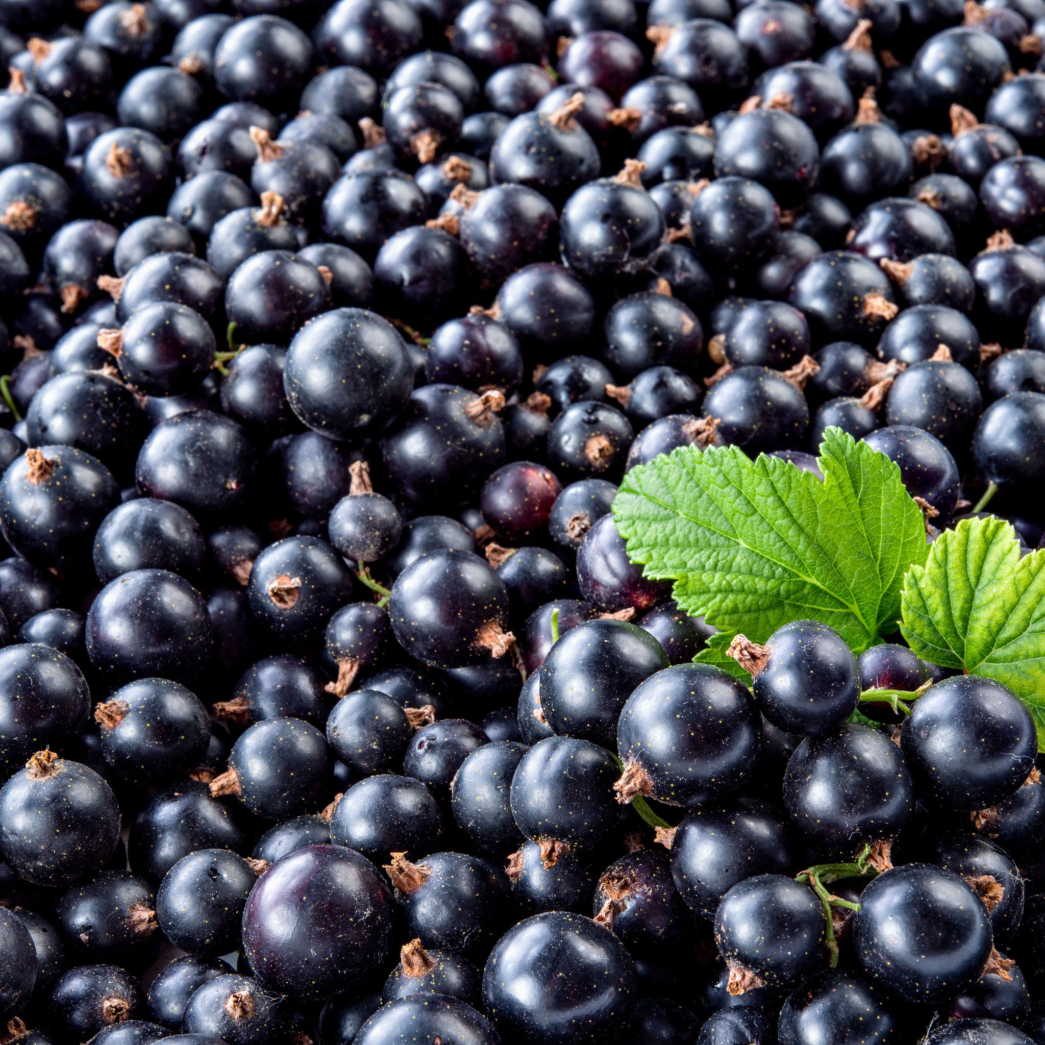 Schwarze Johannisbeere 'Ben Sarek'