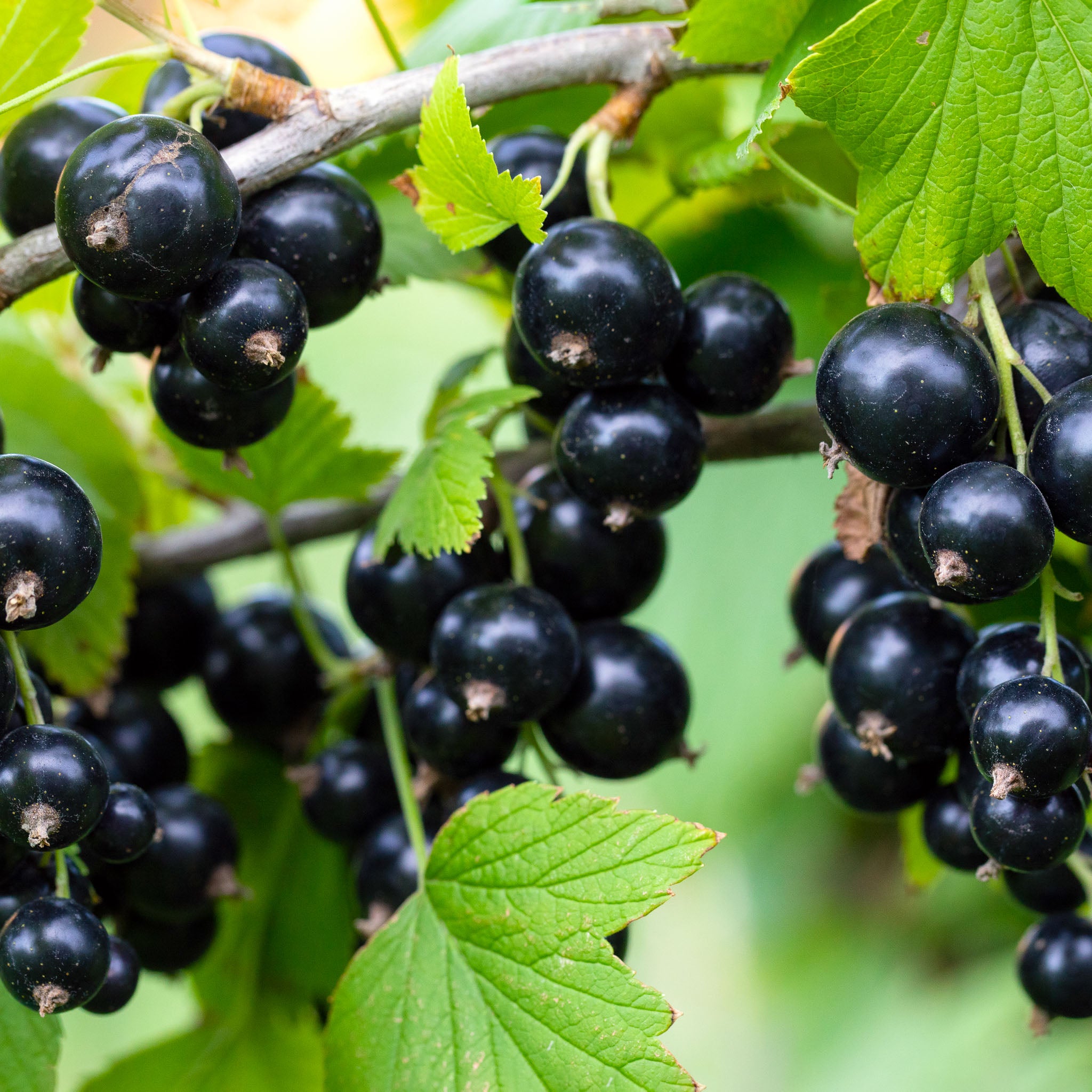 Schwarze Johannisbeere 'Ben Sarek'