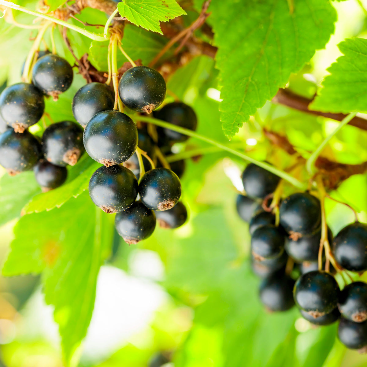 Schwarze Johannisbeere 'Silvergieters Schwarze'