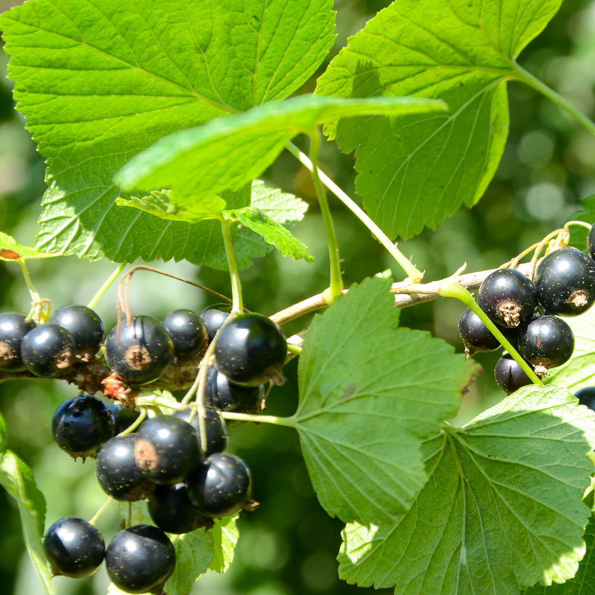 Schwarze Johannisbeere 'Silvergieters Schwarze'